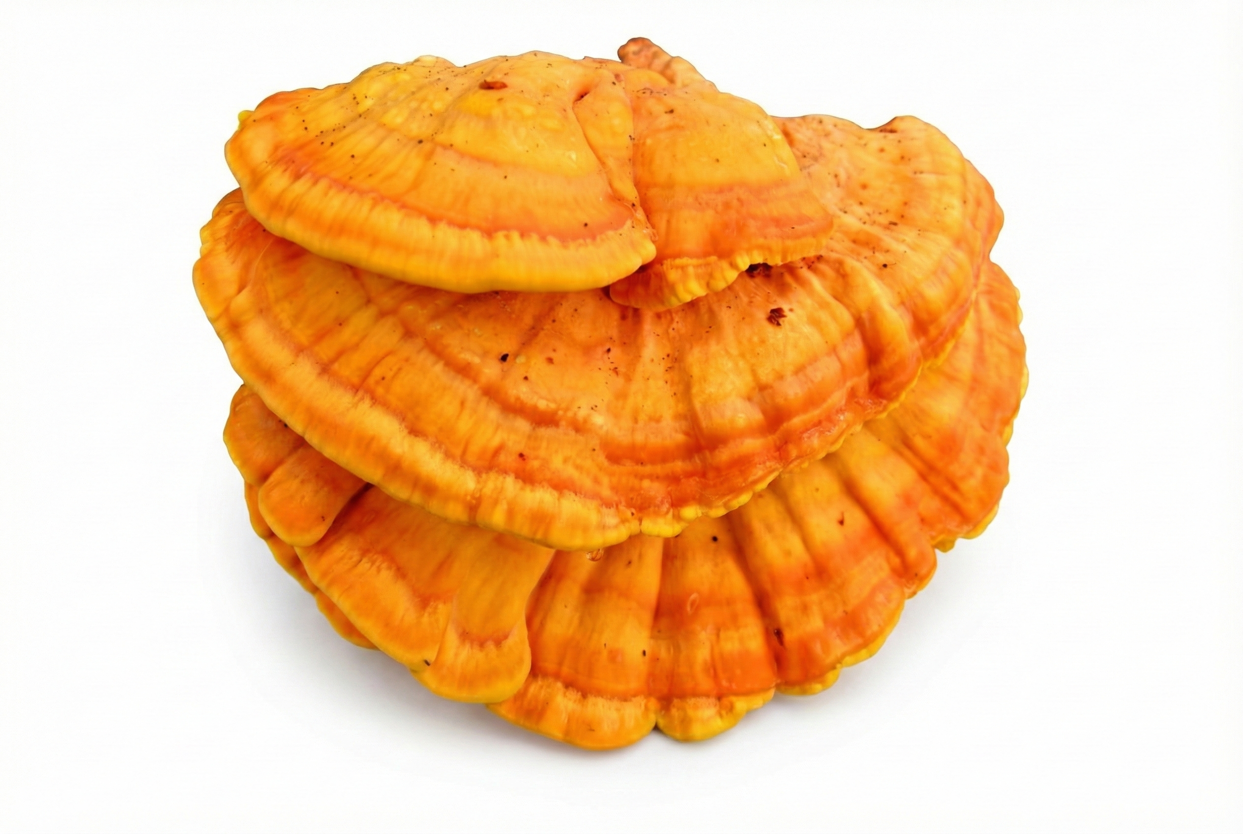 Chicken of the Woods