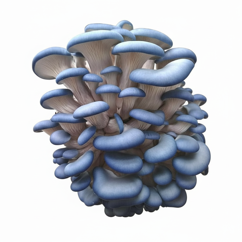 blue oyster new.png