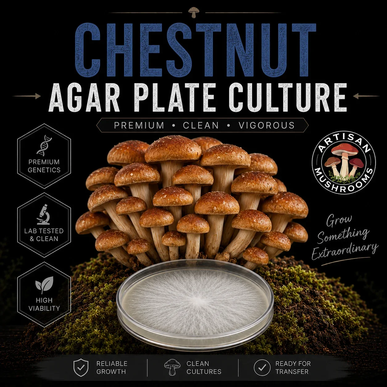 Chestnut Agar Plate Culture