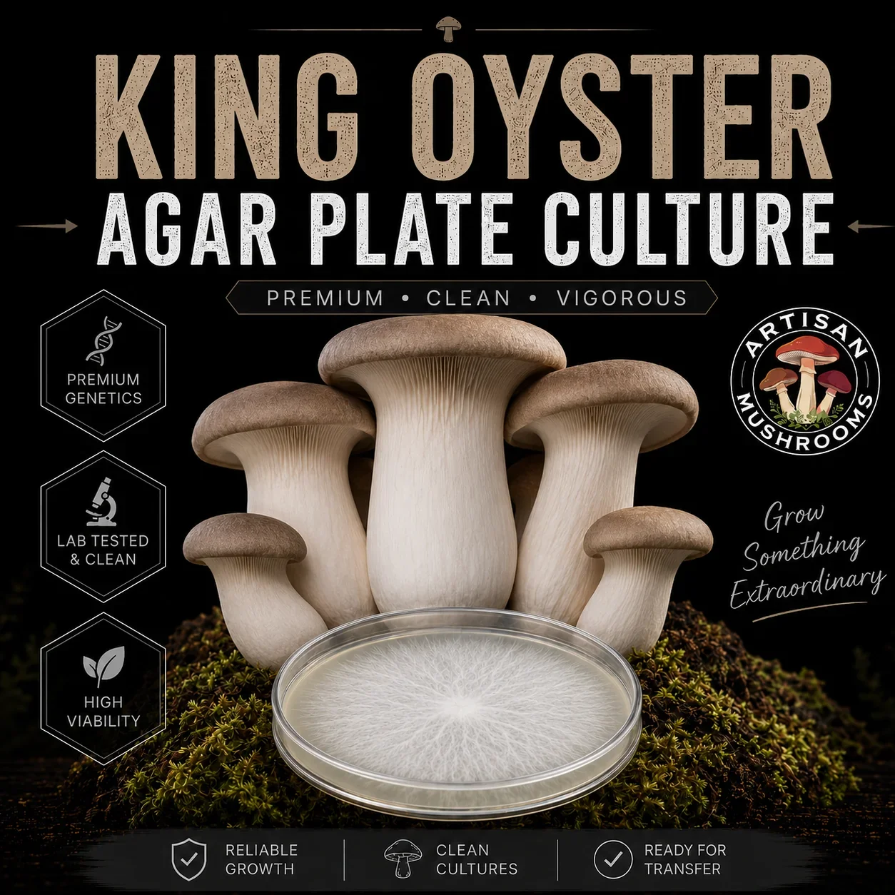 King Oyster Agar Plate Culture