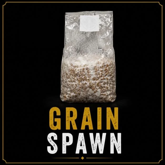 Sterilised grain spawn for mushroom cultivation and substrate inoculation.