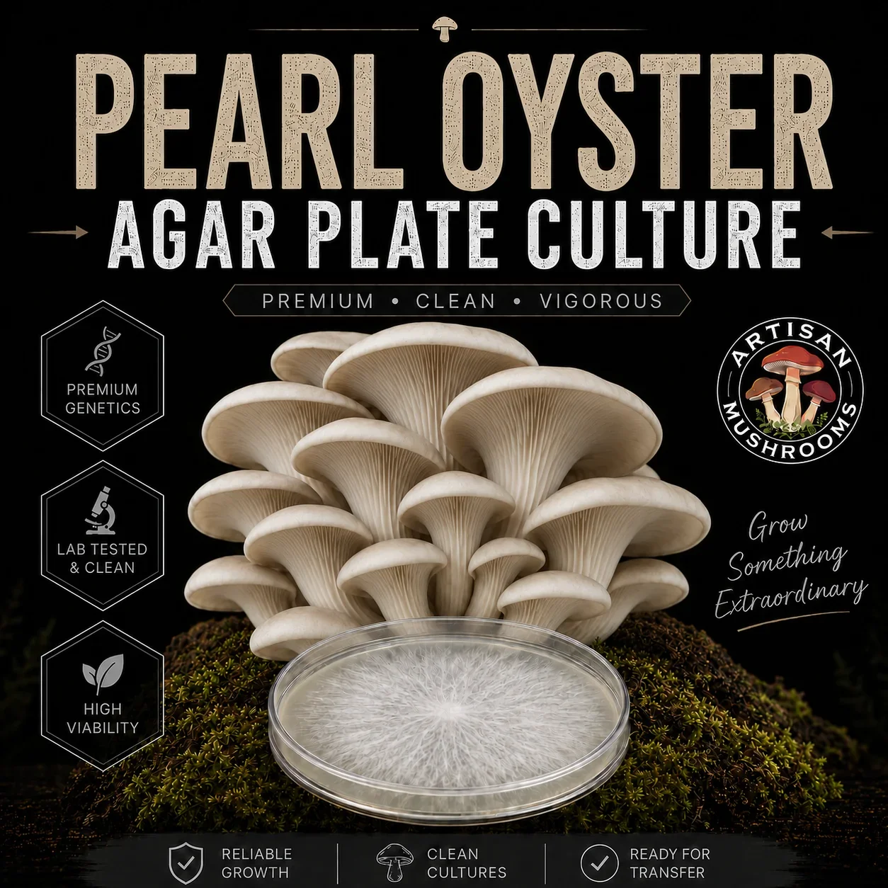 Pearl Oyster (Pleurotus ostreatus) mushroom mycelium agar plate culture with a realistic mushroom cluster on a dark Artisan Mushrooms product background.