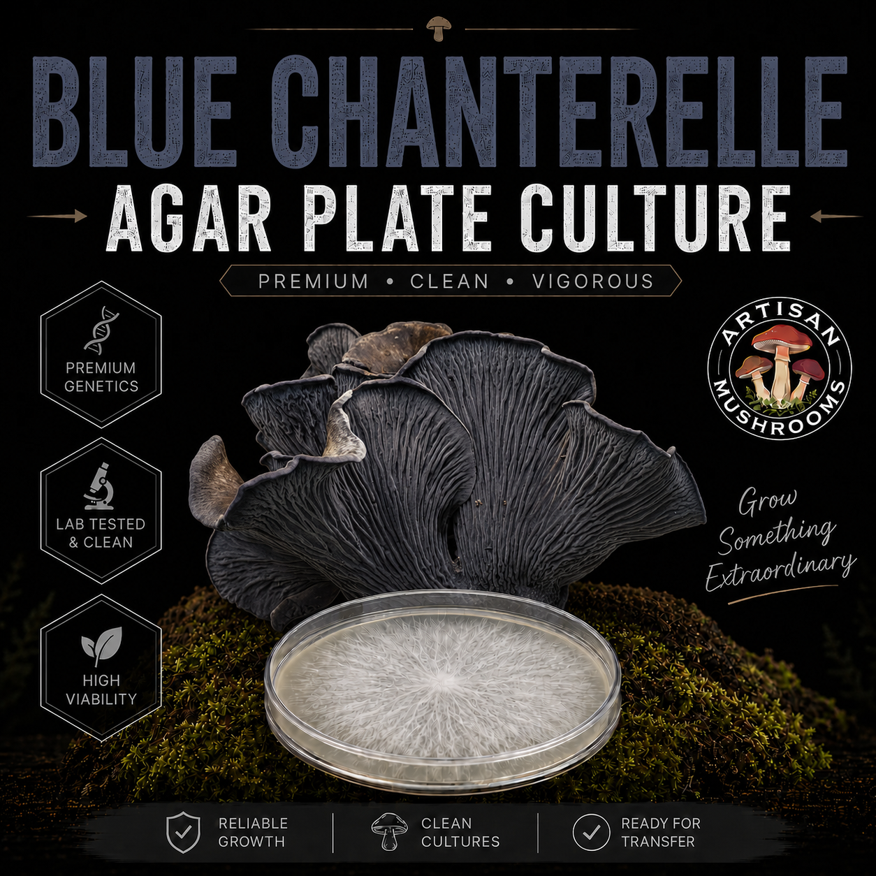 Blue Chanterelle Agar Plate Culture