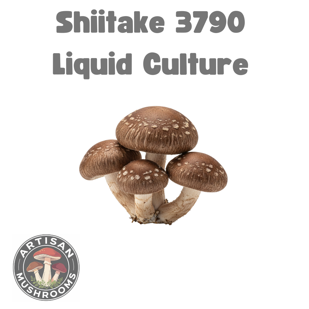 Shiitake 3790 Etsy.png
