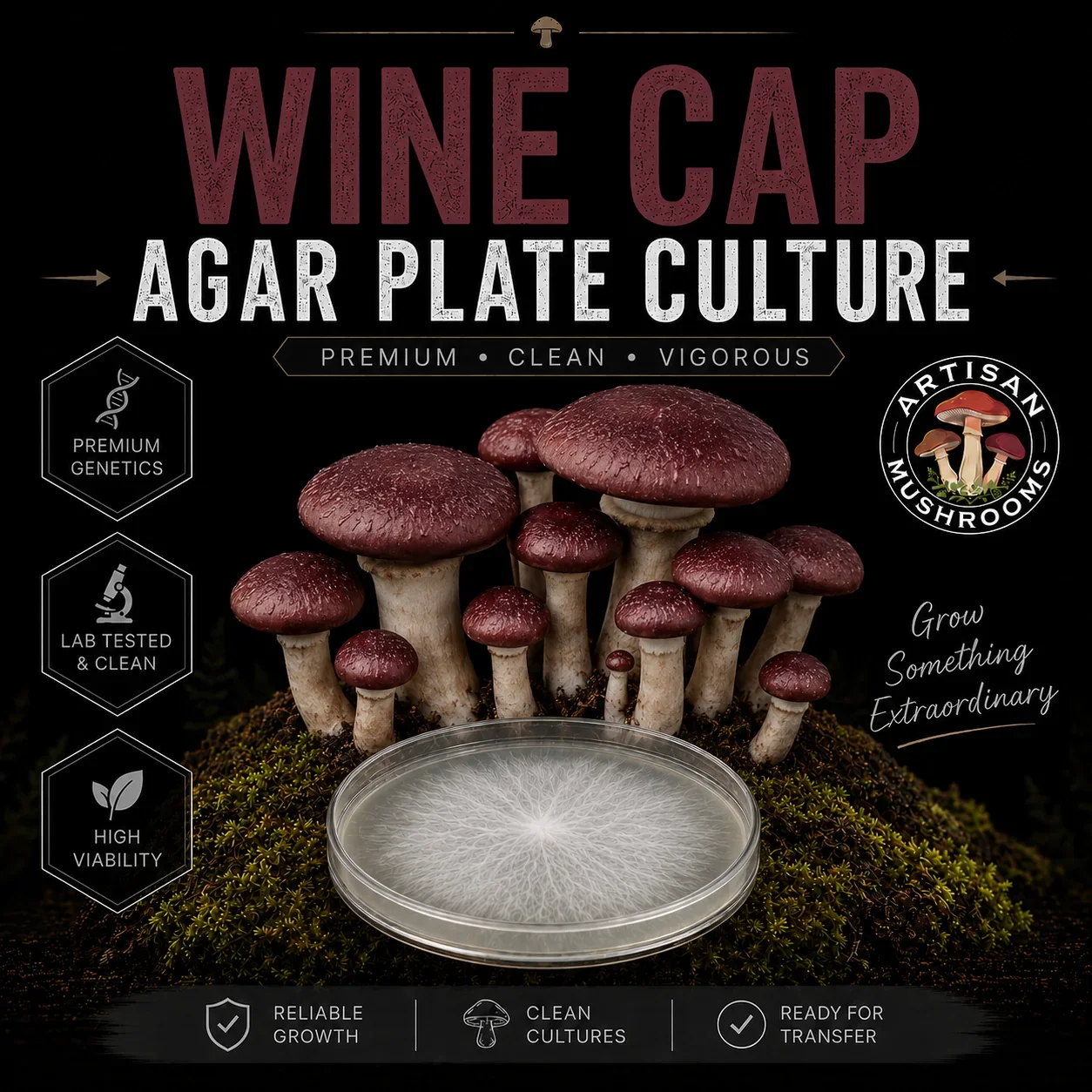 Wine Cap Agar Plate Culture
