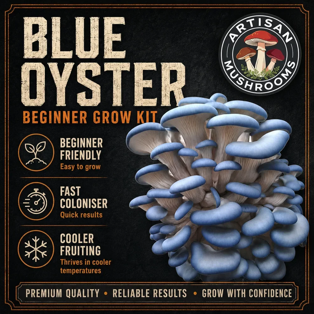 Alt text: Blue Oyster mushrooms available with the Artisan Mushrooms Beginner Mushroom Grow Kit