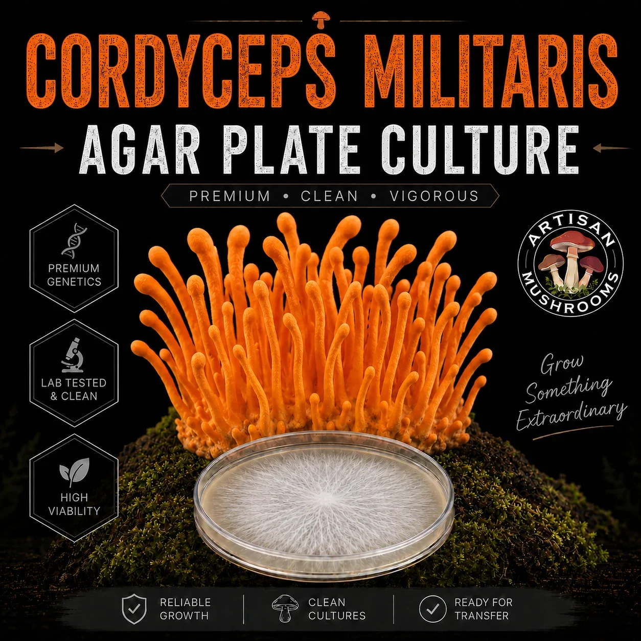 Cordyceps Militaris Agar Plate Culture
