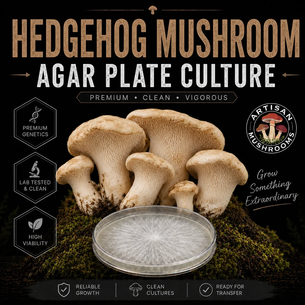 Hedgehog Mushroom Agar Plate Culture