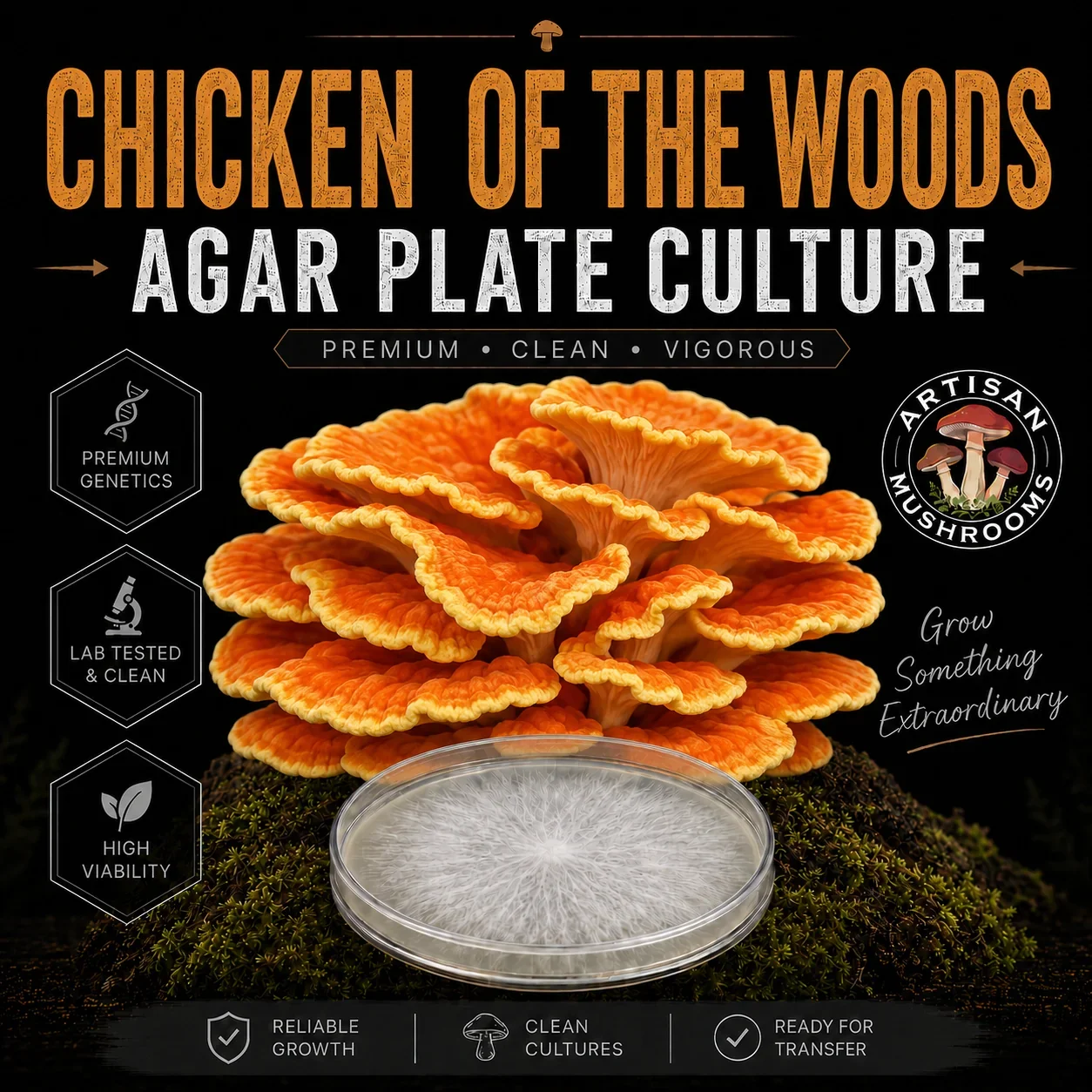 Chicken of the Woods Agar Plate Culture