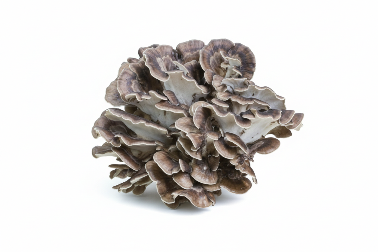 Maitake
