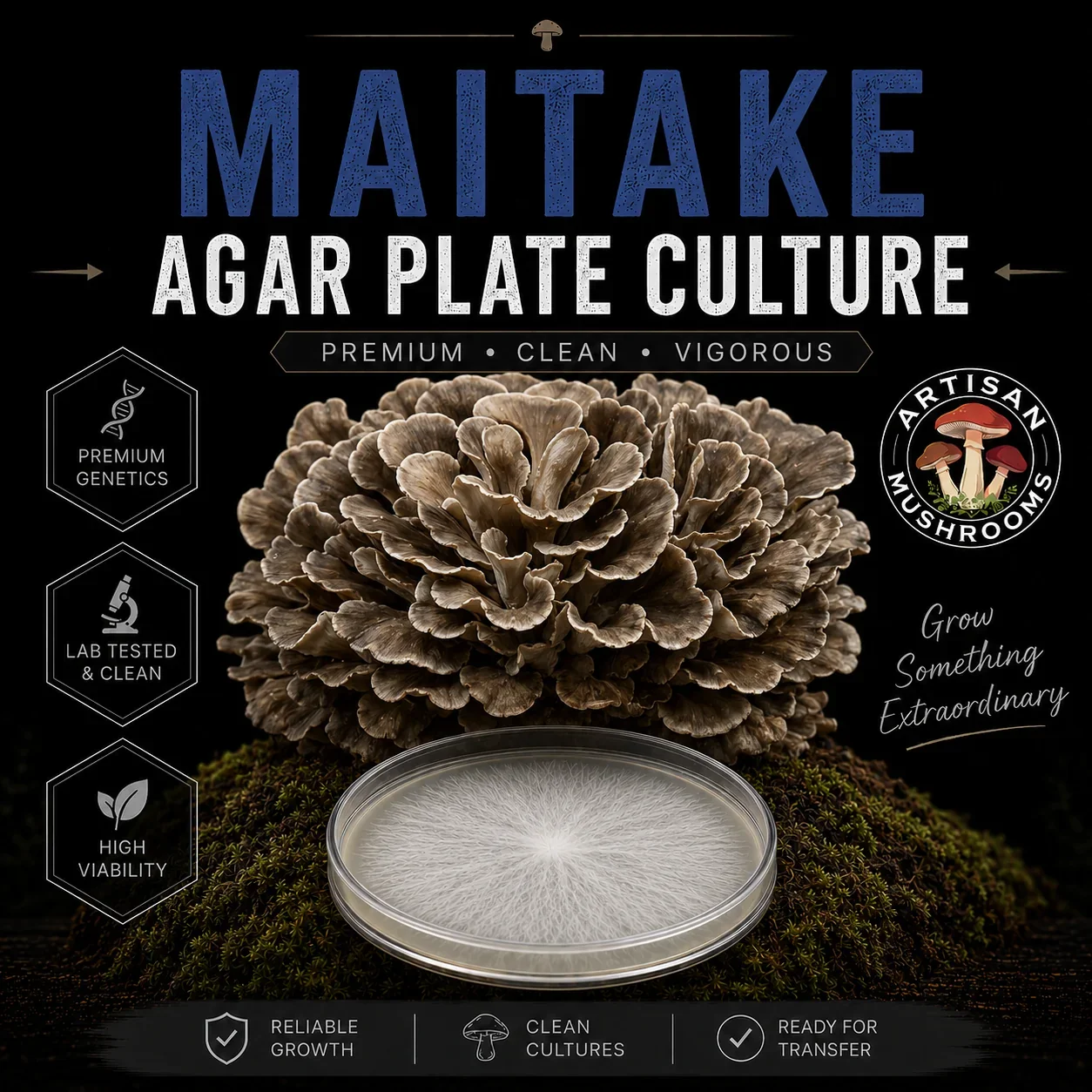 Maitake Agar Plate Culture