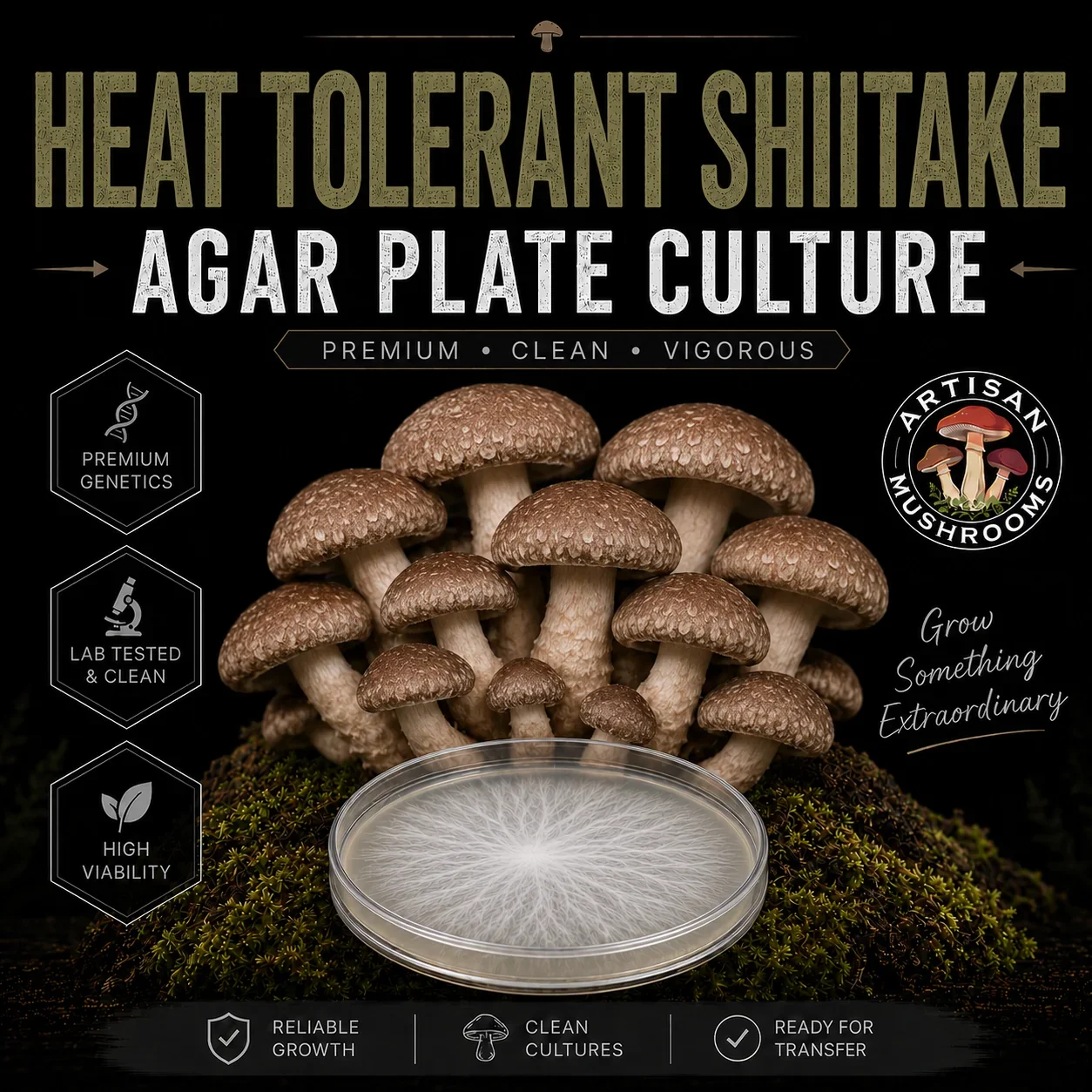 Shiitake Heat Tolerant Agar Plate Culture