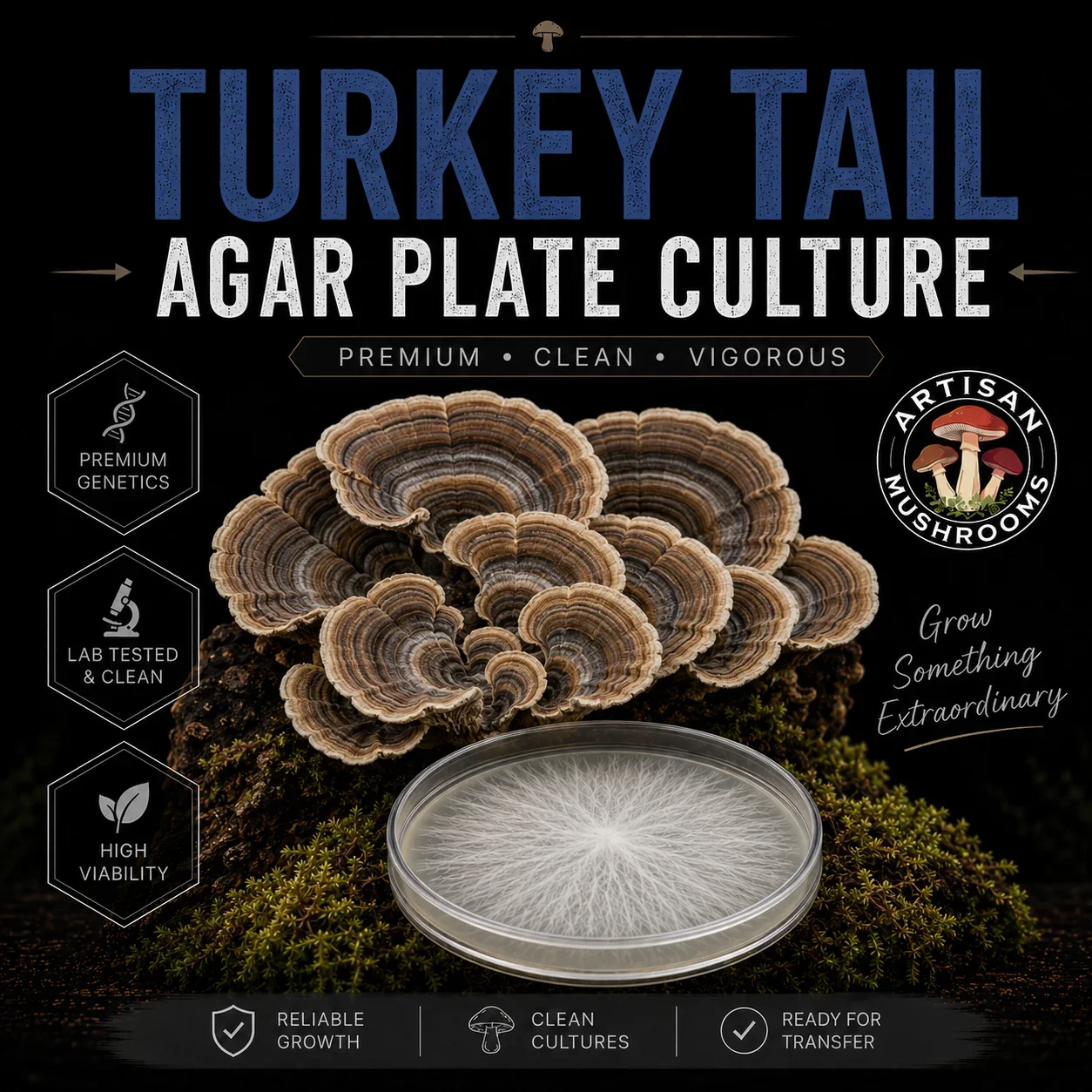 Turkey Tail Agar Plate Culture