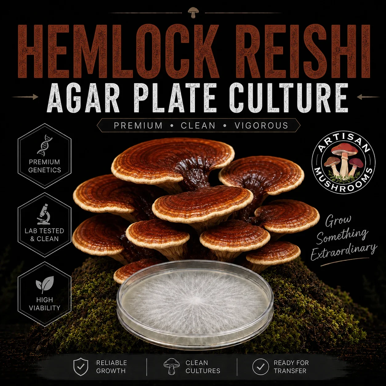 Hemlock Reishi Agar Plate Culture