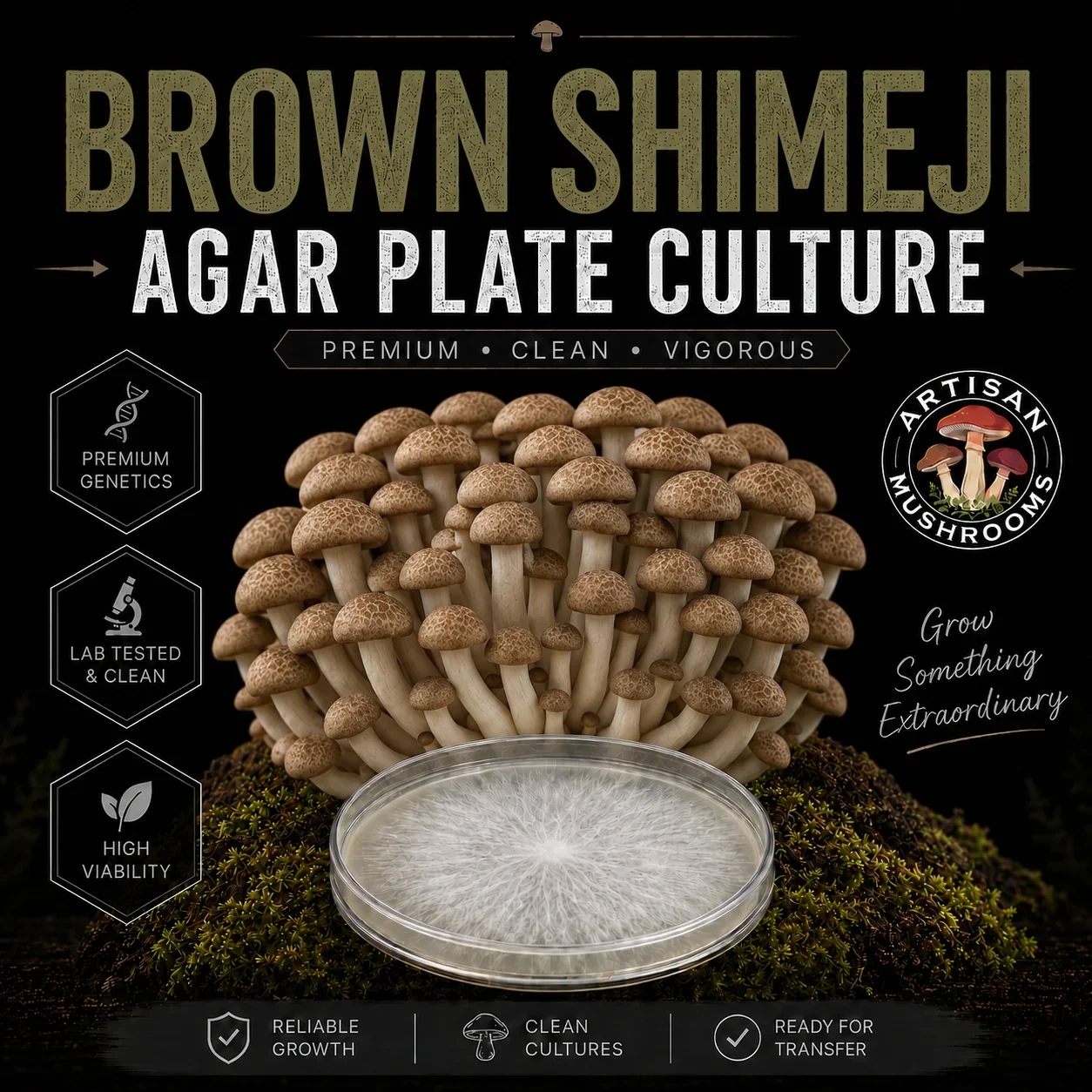 Brown Shimeji Agar Plate Culture