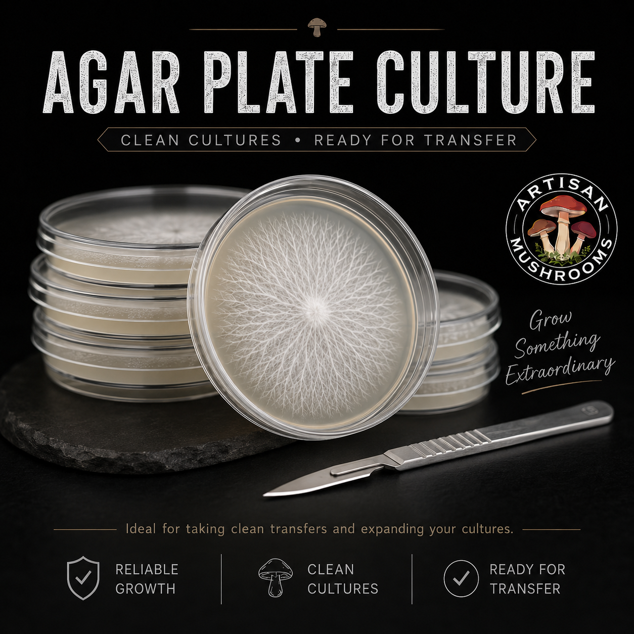 Agar plate culture with clean mycelium growth, stacked petri dishes and a scalpel, showing a culture ready for transfer from Artisan Mushrooms.