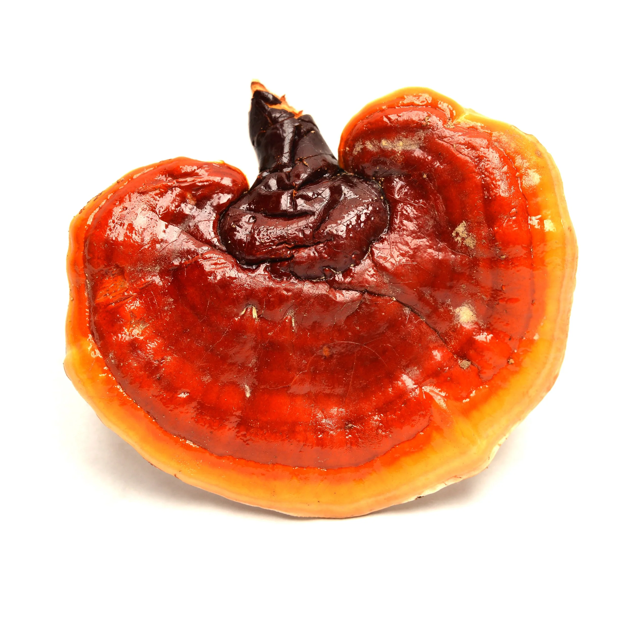 Red Reishi
