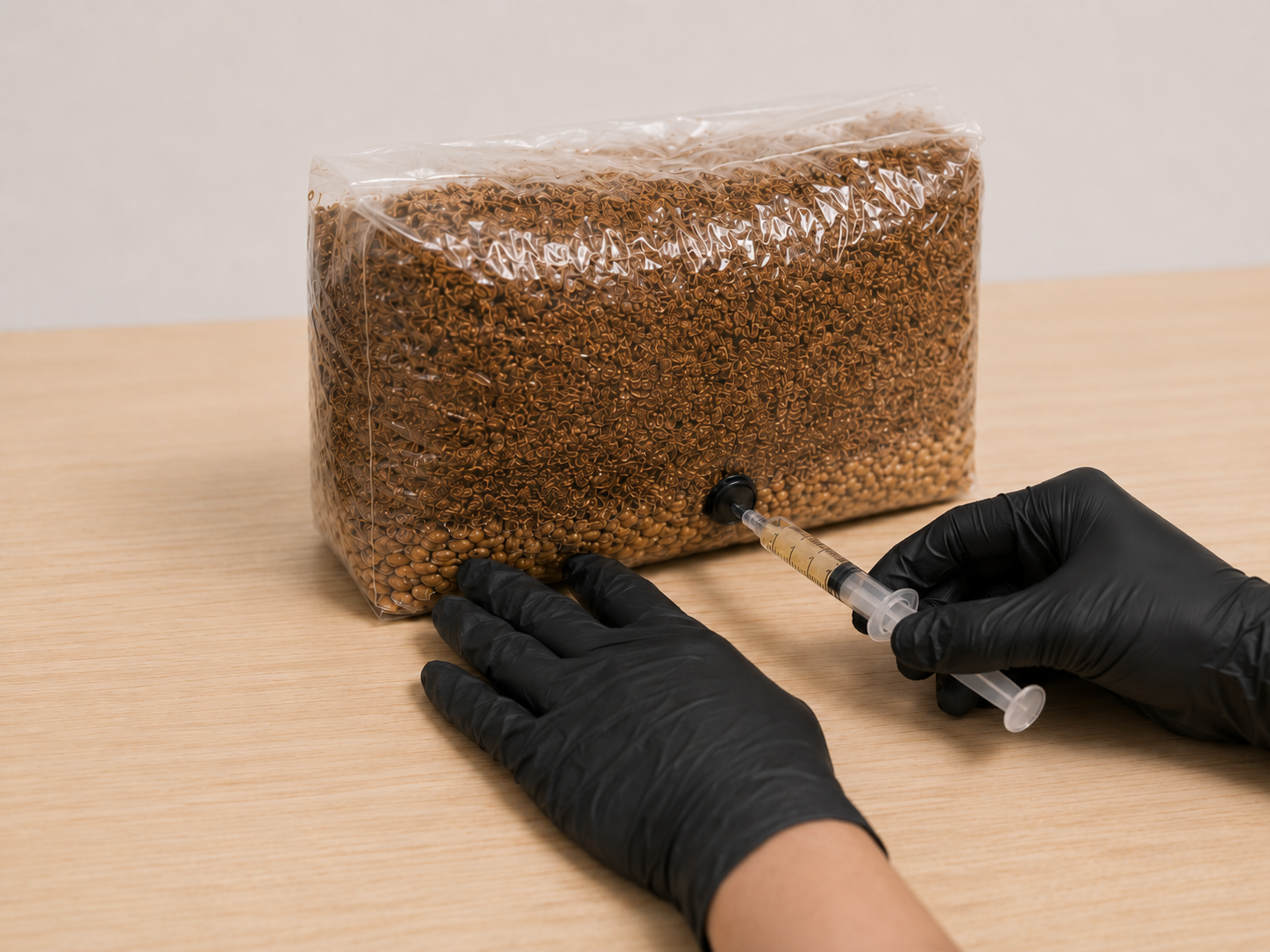Liquid culture syringe inoculating the grain layer of a Lion’s Mane all-in-one grow bag through the injection port