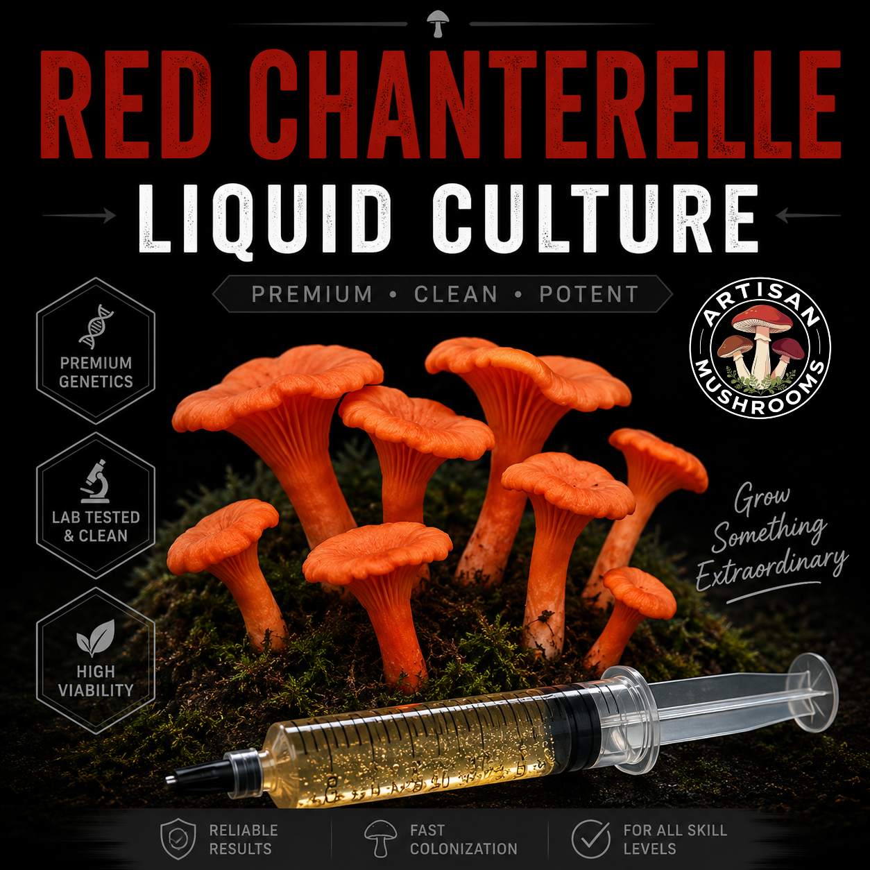 Red Chanterelle