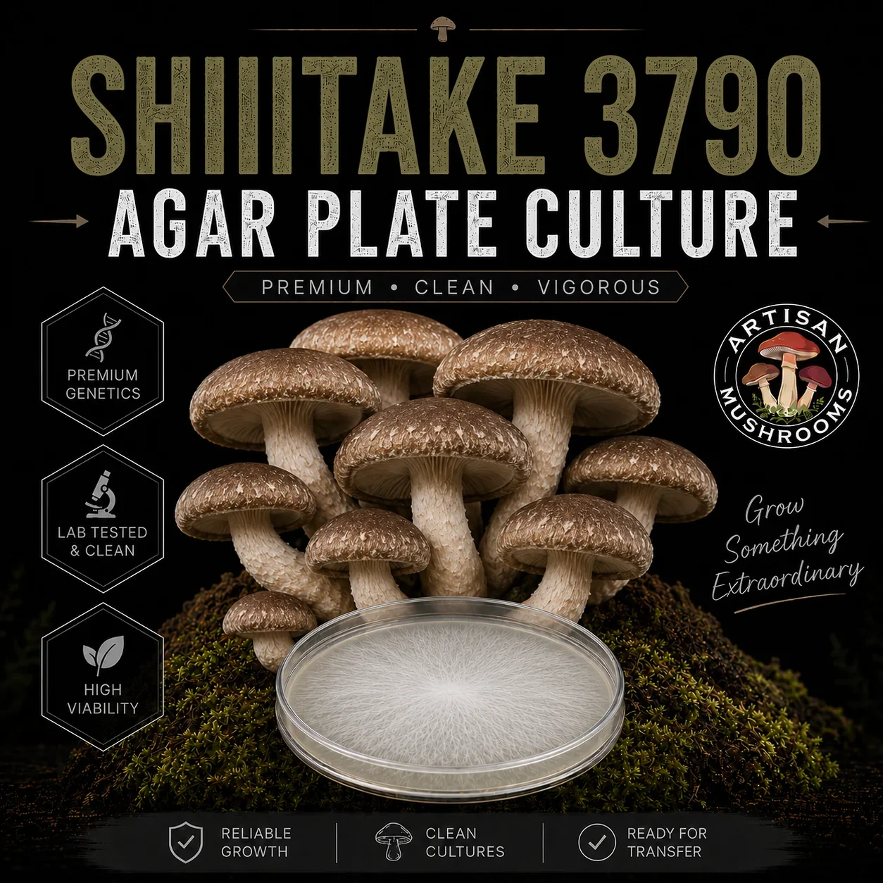 Shiitake 3790 Agar Plate Culture
