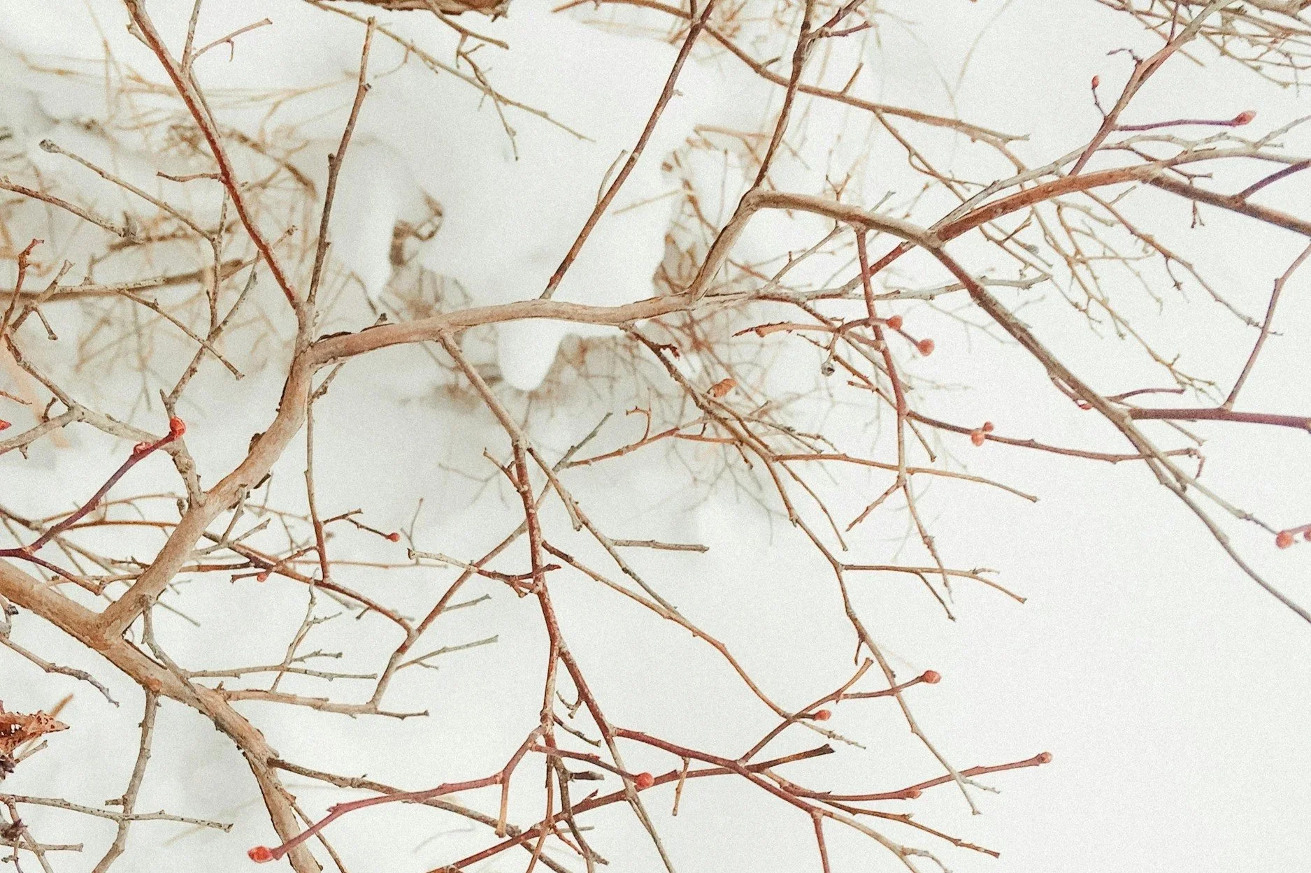 Bare tree branches with small reddish buds against a light background, resembling neural pathways in the brain