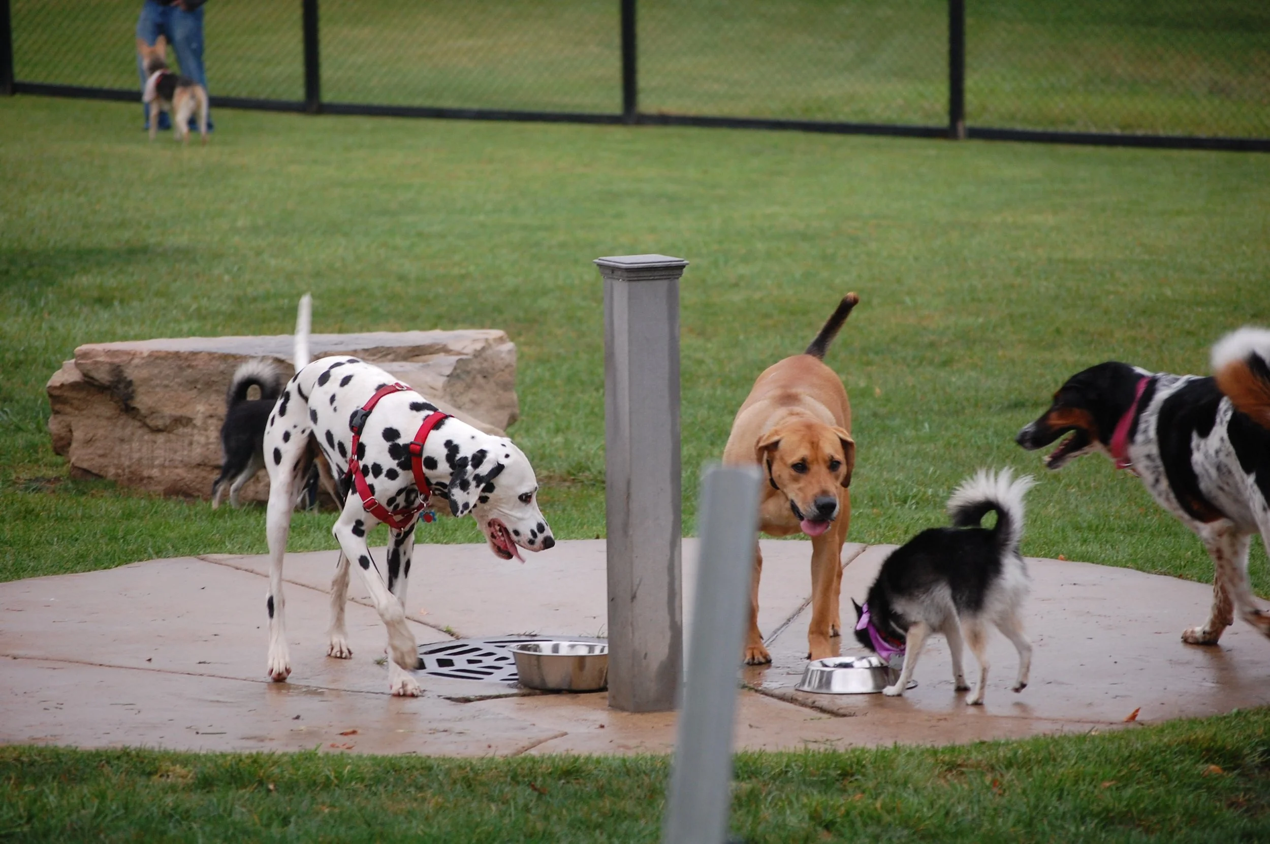 Several dogs of different breeds and sizes gathered at a dog park near water bowls, with a grassy field and a fence in the background.