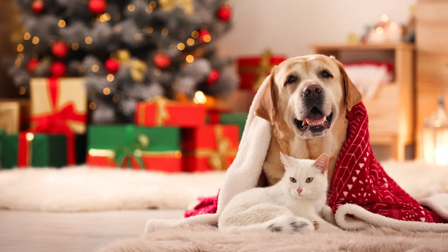 A dog and a white cat lying on a soft surface in front of a decorated Christmas tree with wrapped presents scored nearby. The dog is wearing a red and white holiday blanket, and the cat looks relaxed.
