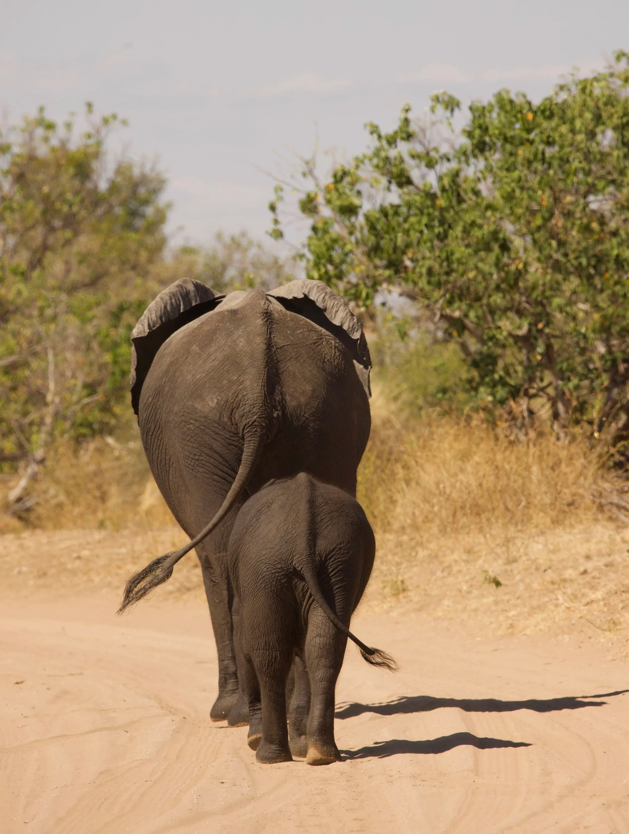 Tanzania Fitness Retreat, Game Drive