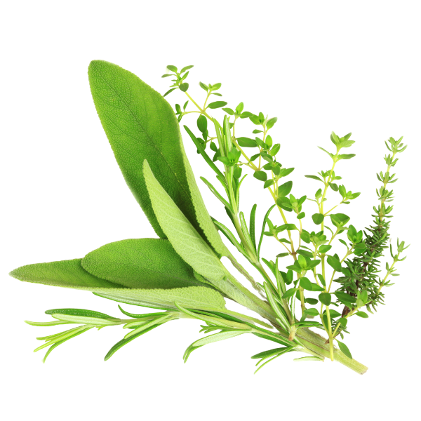 A bunch of fresh herbs including sage, oregano, thyme, and basil on a white background.