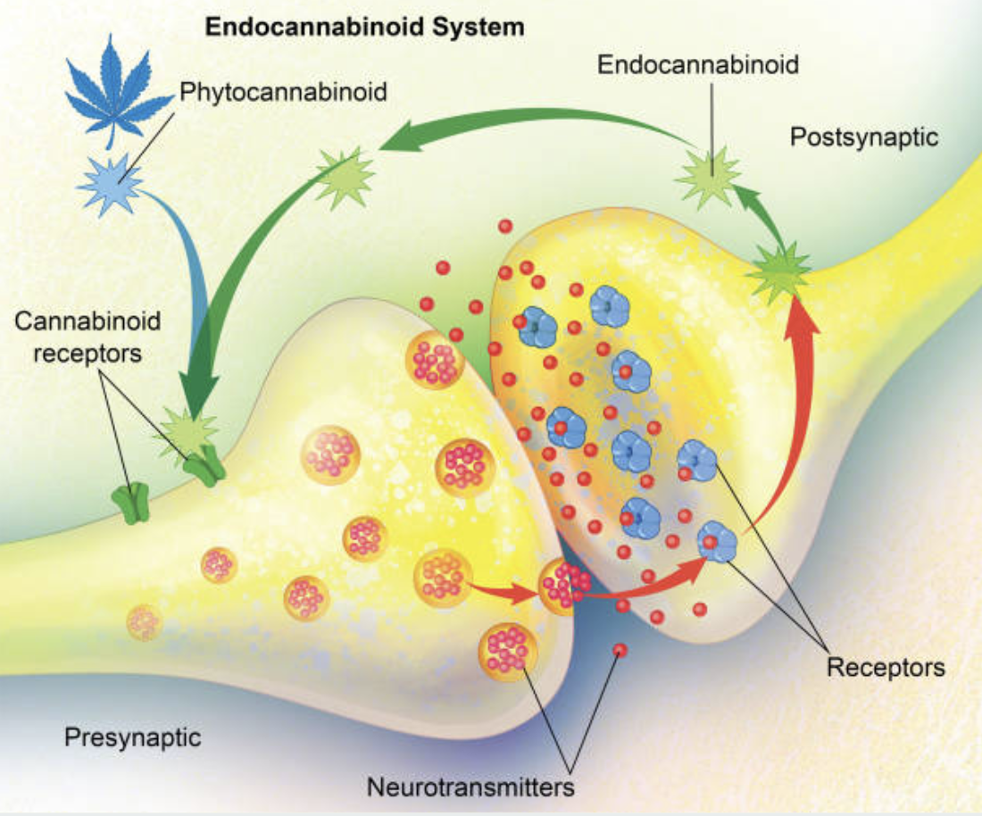 Your Endocannabinoid System Explained