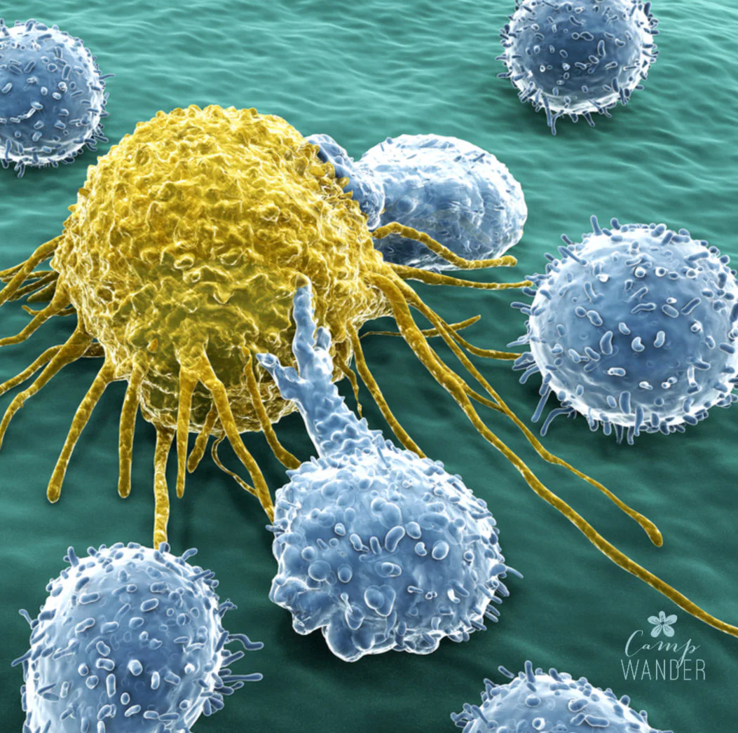 Boost Your Natural Killer Cells Aromatically