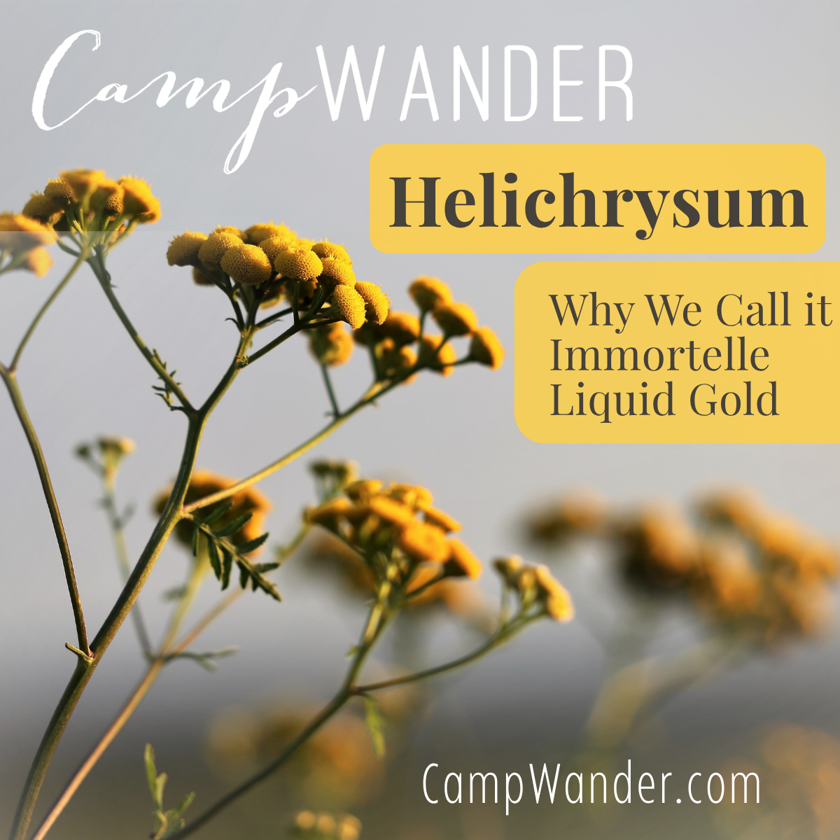 Helichrysum: Why We Call it Immortelle Liquid Gold