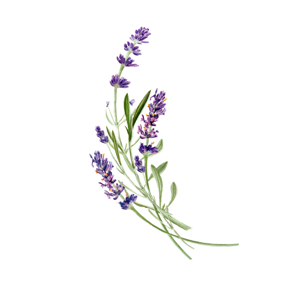 Lavender flower with green leaves and purple blooms.