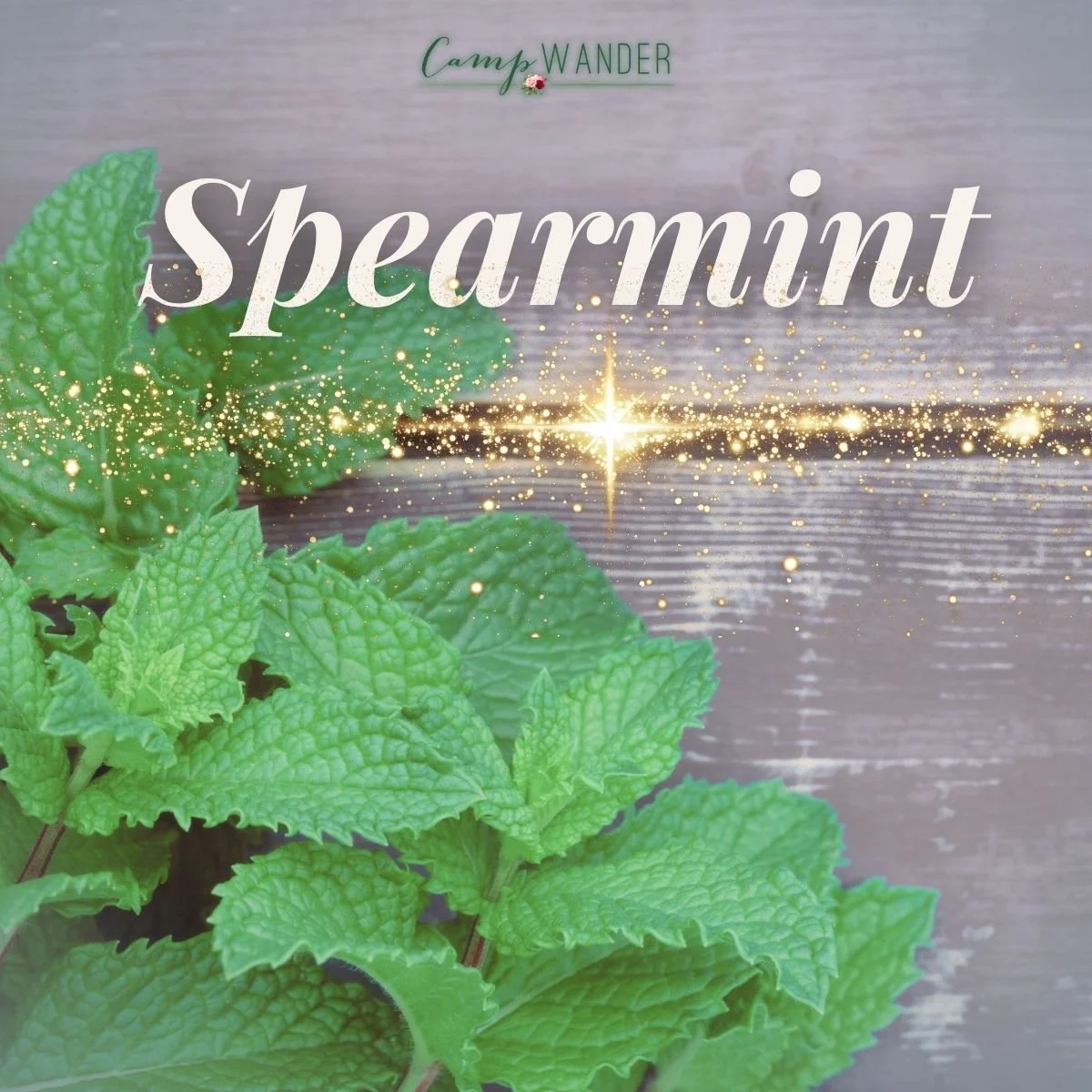 The Spirit of Spearmint   Essential Oil