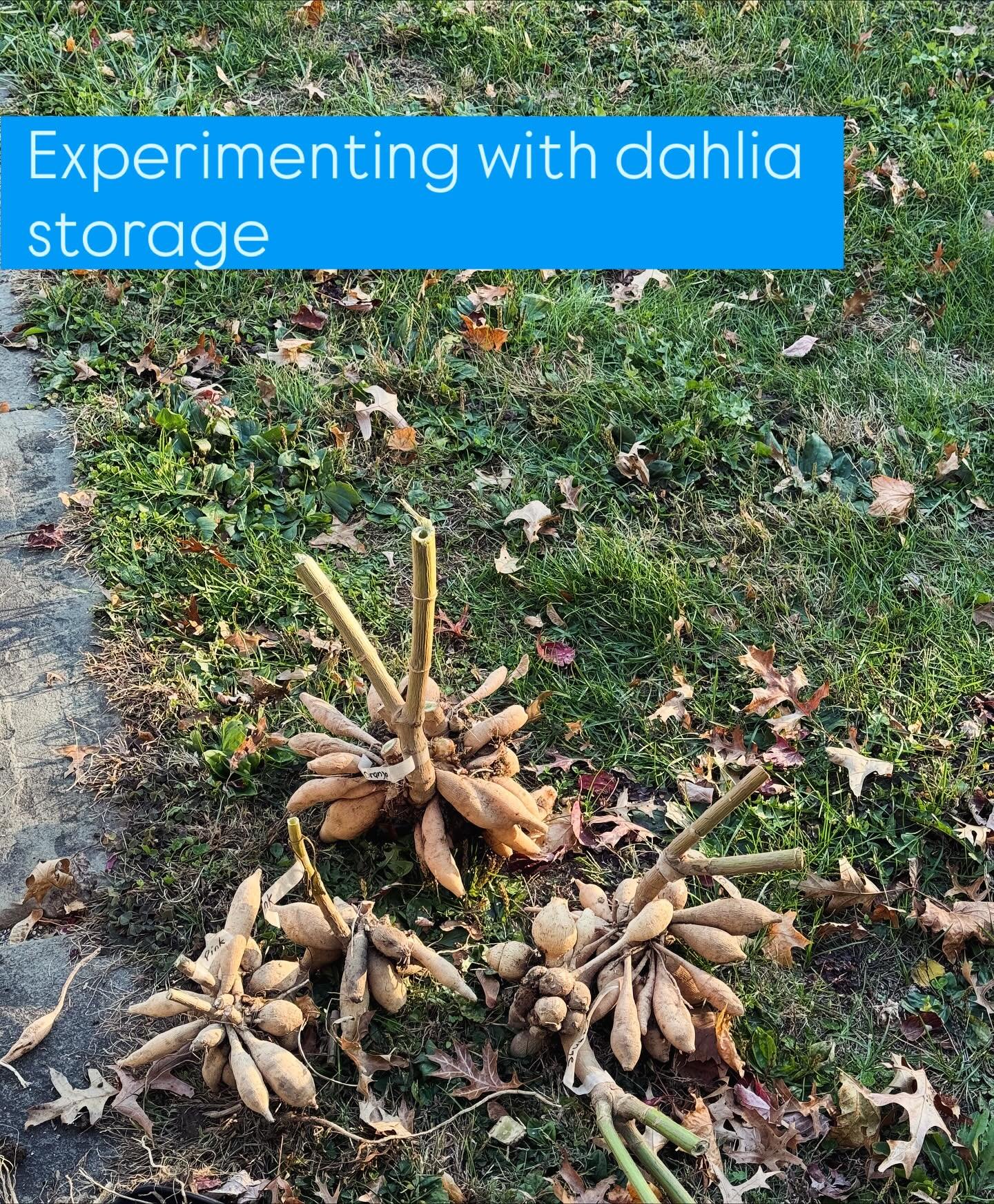 It&rsquo;s dahlia storage season, which means I&rsquo;m over here playing &ldquo;Will They Make It?&rdquo; like it&rsquo;s a reality show.  Into pine shavings they go! Rooting for these little potatoes-with-attitude. 🥔💐 #dahlias #gardenexperiment #