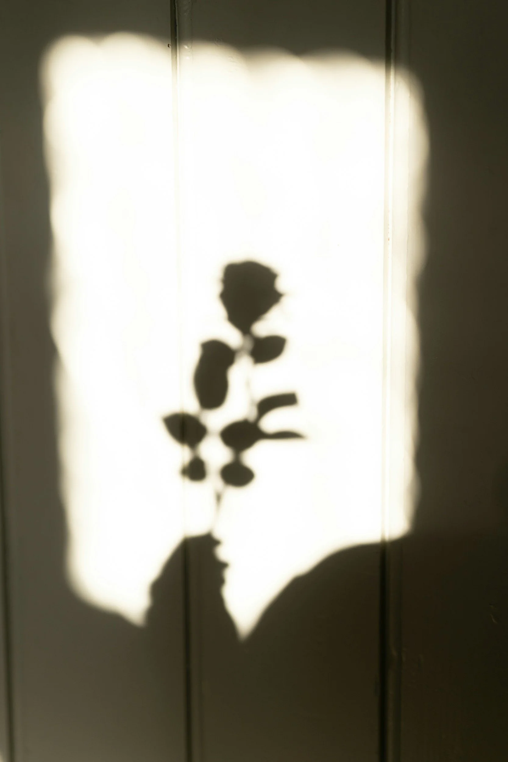 Shadow of a person holding a plant with leaves, cast on a wall with sunlight creating the shadow pattern.