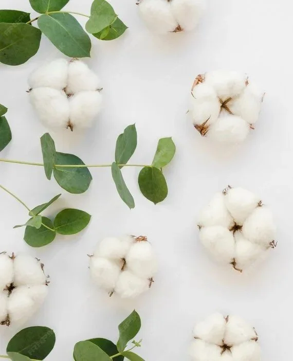 Cotton bolls and eucalyptus leaves arranged on a white background.