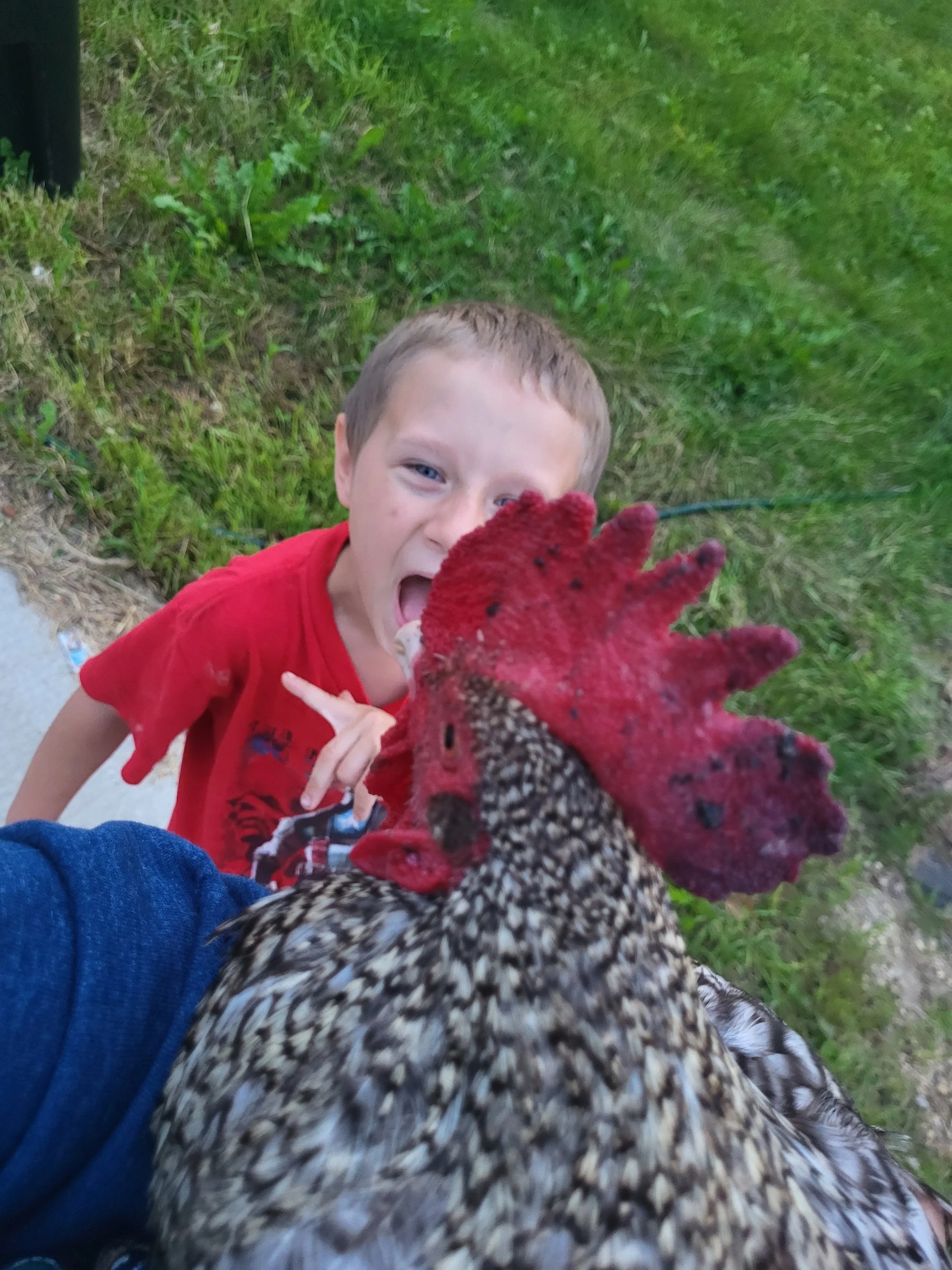Young boy with short hair and a red shirt pointing at a large rooster with black and white plumage and a bright red comb, outdoors on a grassy area.