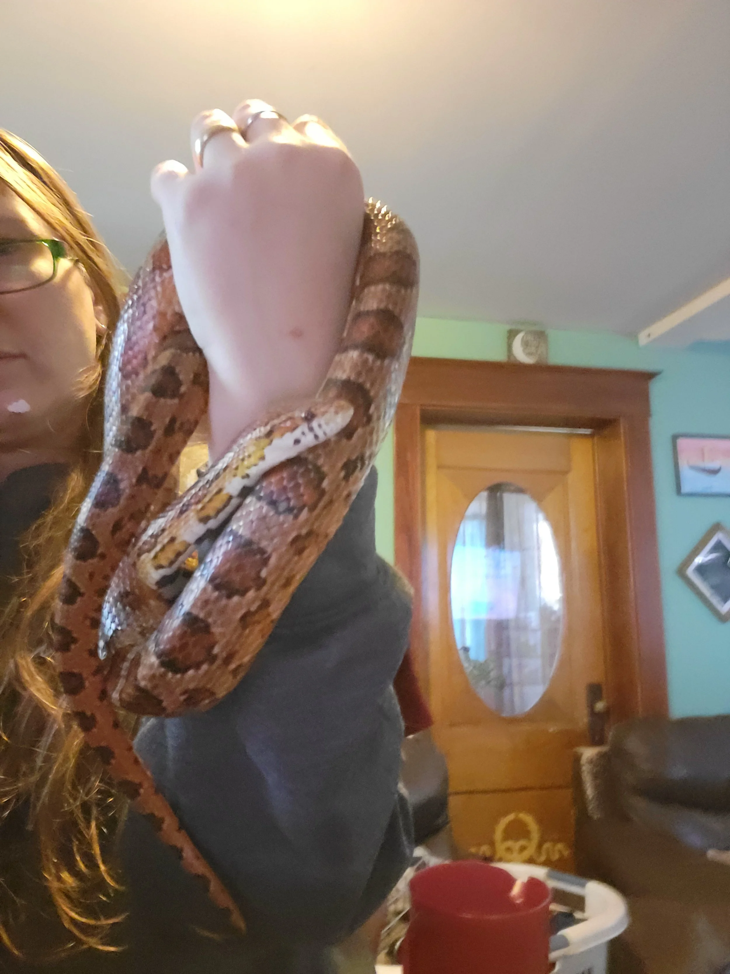 Person holding a snake on their arm in a living room.