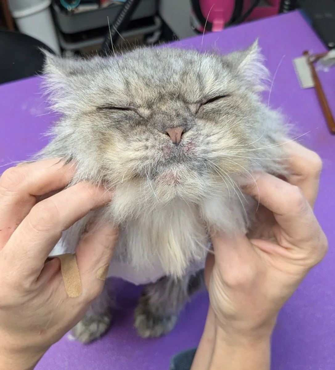Close-up of a fluffy, light gray cat with closed eyes, being gently held and examined by a person wearing a bandage on their finger. The background features a purple surface and some grooming tools.