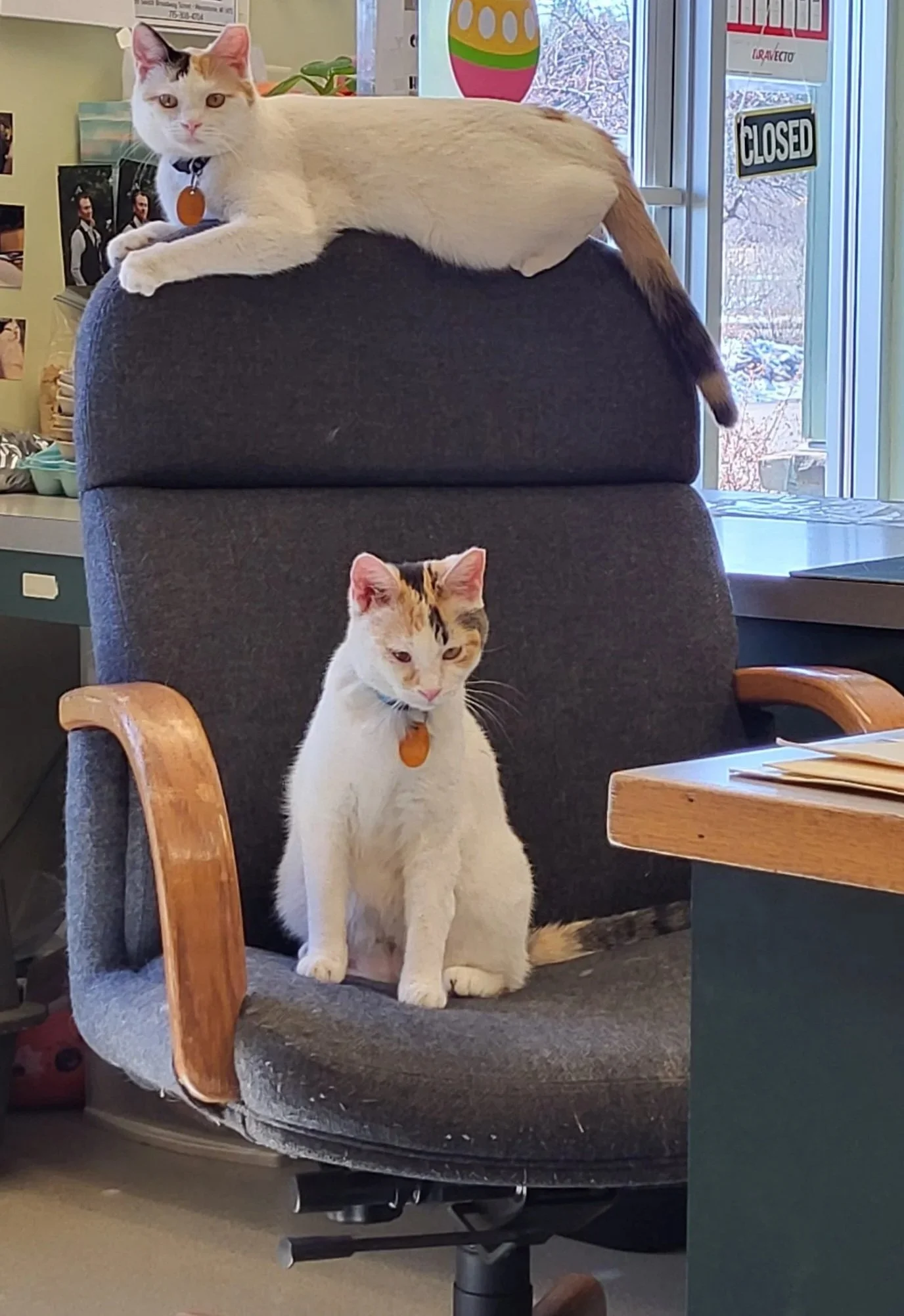 Two cats with orange collars sit on an office chair, one on top and one on the seat.
