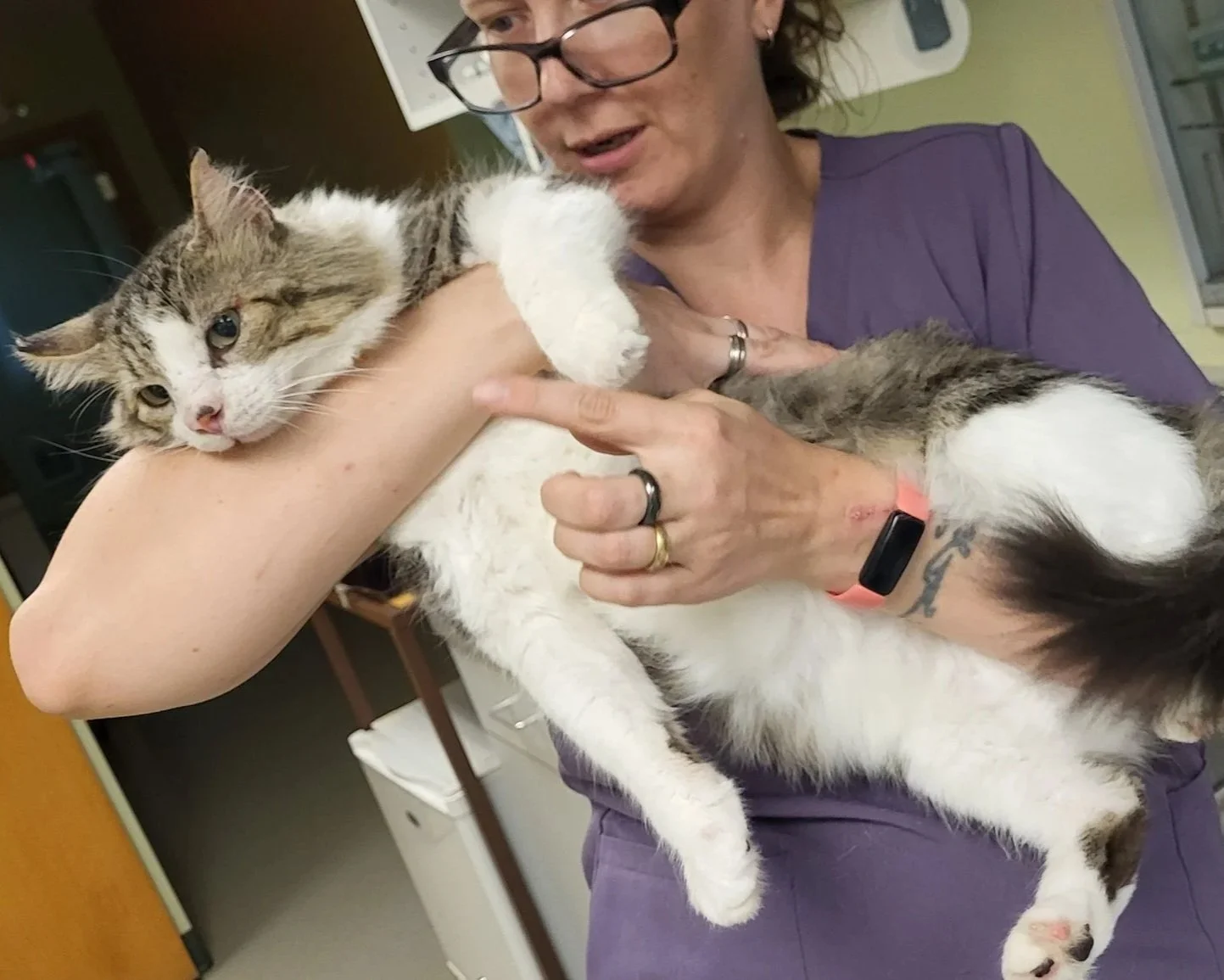 Woman holding a large cat with white, brown, and black fur, while another person wearing a purple shirt and glasses examines the cat.