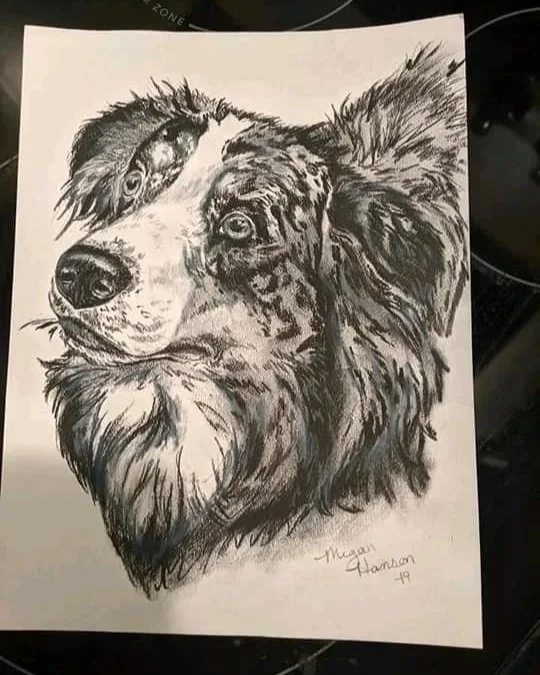 A detailed pencil sketch of a dog's head, resembling a Bernese Mountain Dog and Shetland Sheepdog combined, with expressive eyes and a textured fur coat.