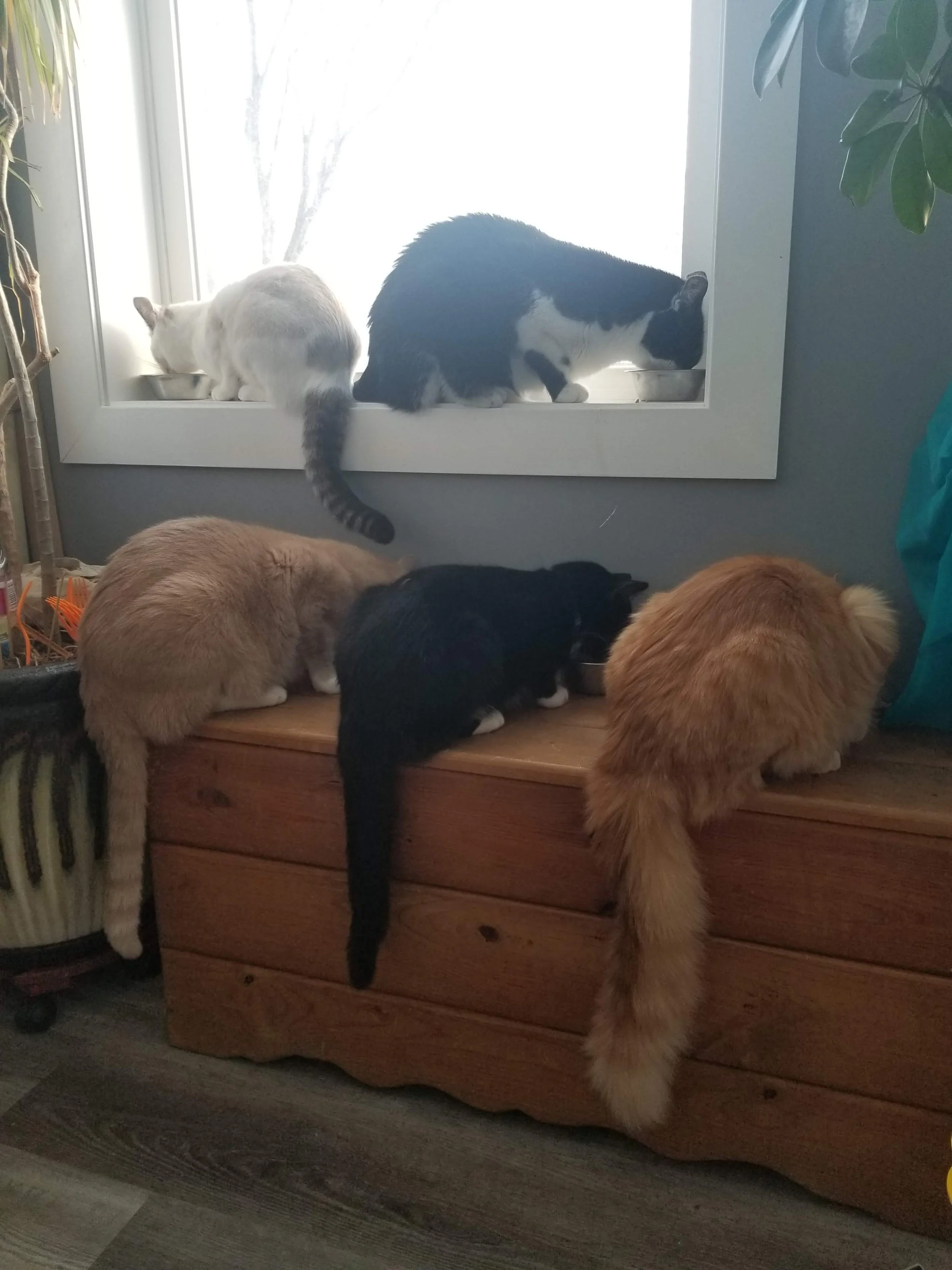 Five cats, with two on a window ledge and three on a wooden chest below, all eating from bowls, sunlight streaming through the window.