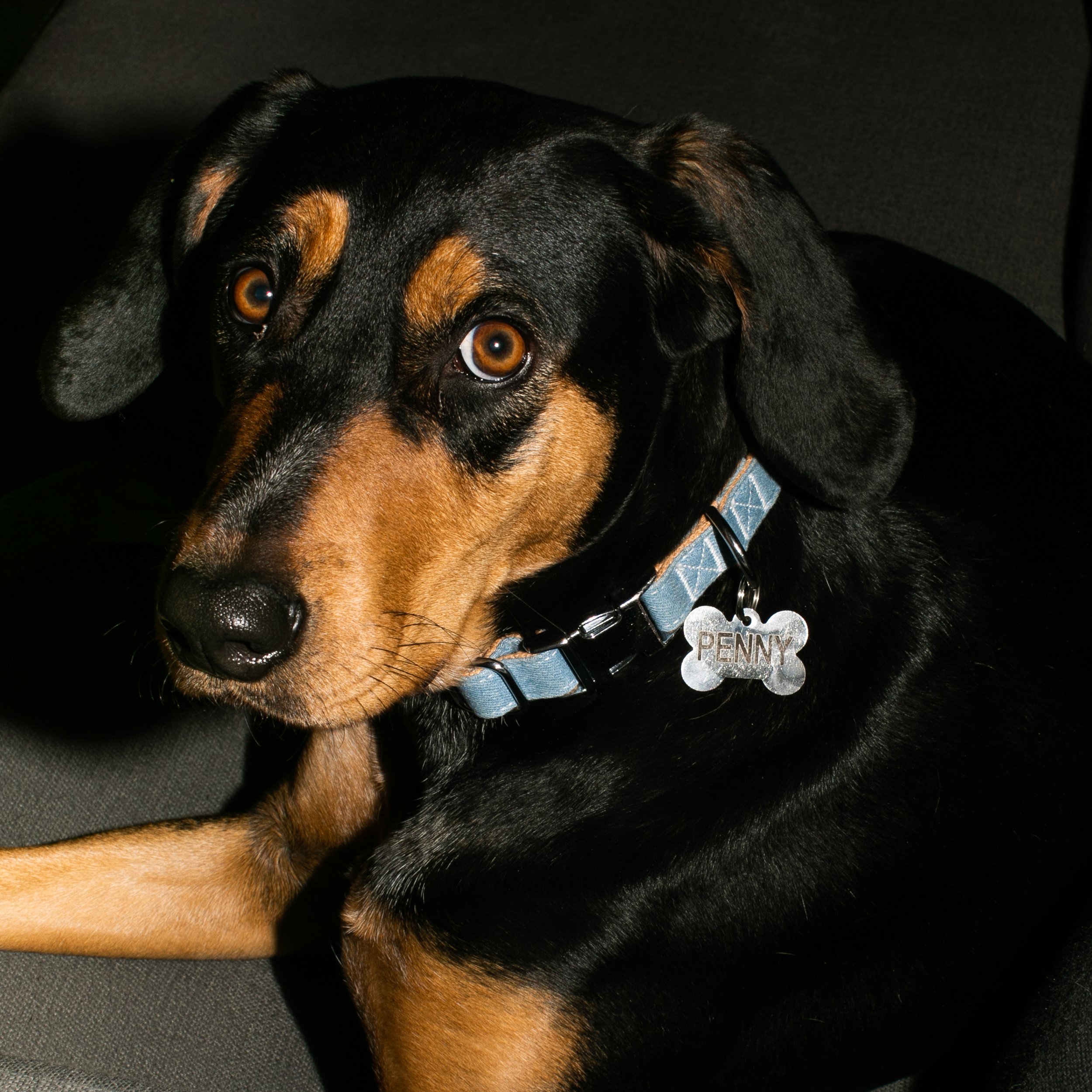 Pack Leashes with Penny