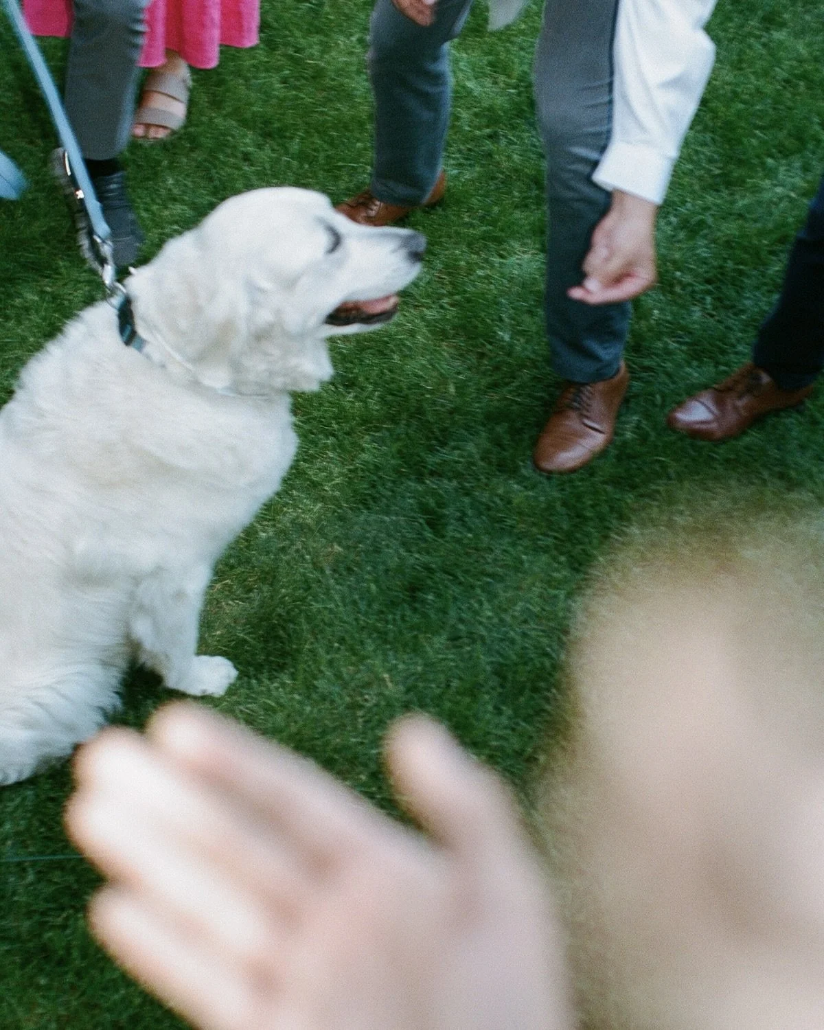 Me 🤝 dogs at weddings