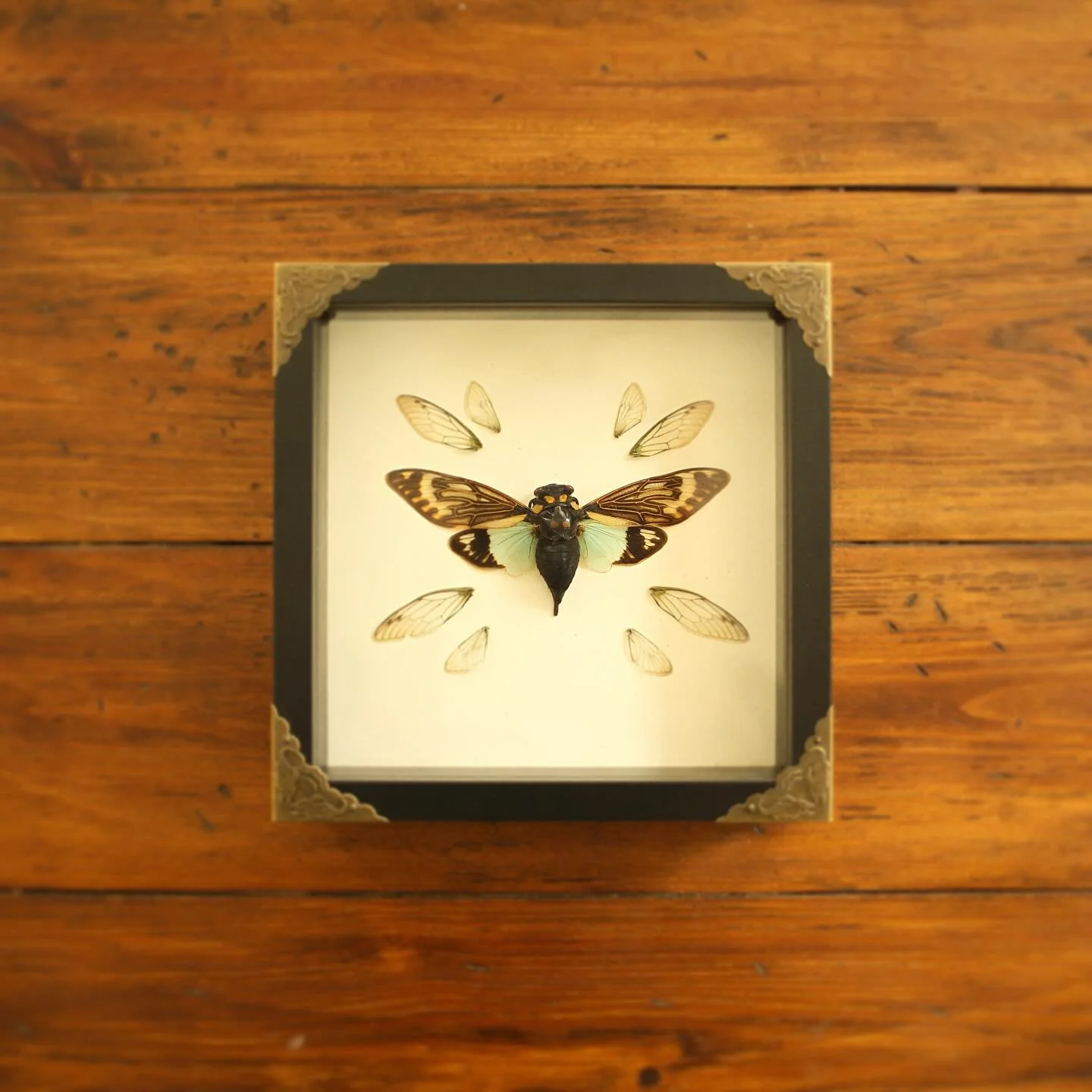 *SOLD*
this guy found the perfect home on saturday! definitely one of my favorite cicadas i&rsquo;ve ever worked with ✨🦋