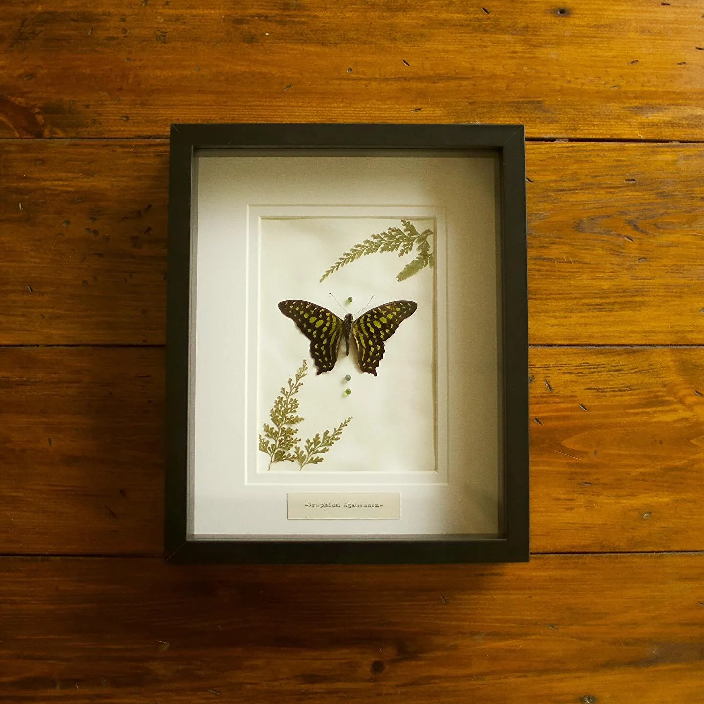 who remembers me pinning this guy!! 🦋 finally got around to creating this piece and i&rsquo;m so excited to bring him with me to the mini ren fair this saturday

🗓️ This Saturday!! September 27th
⏰ 1pm - 11Pm 
📍 308 E. MOUNTAIN ST KERNERSVILLE NC