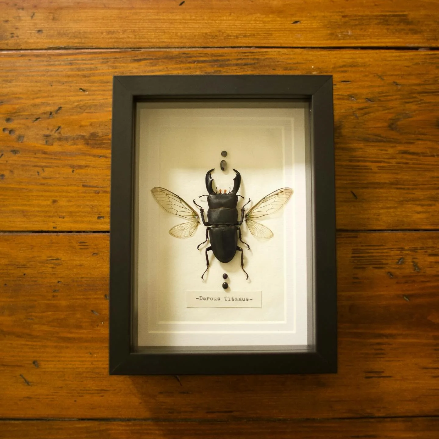 immediately fell in love with this giant stag beetle 🪲 getting ready for my next market, i know this guy is going to get scooped up quick