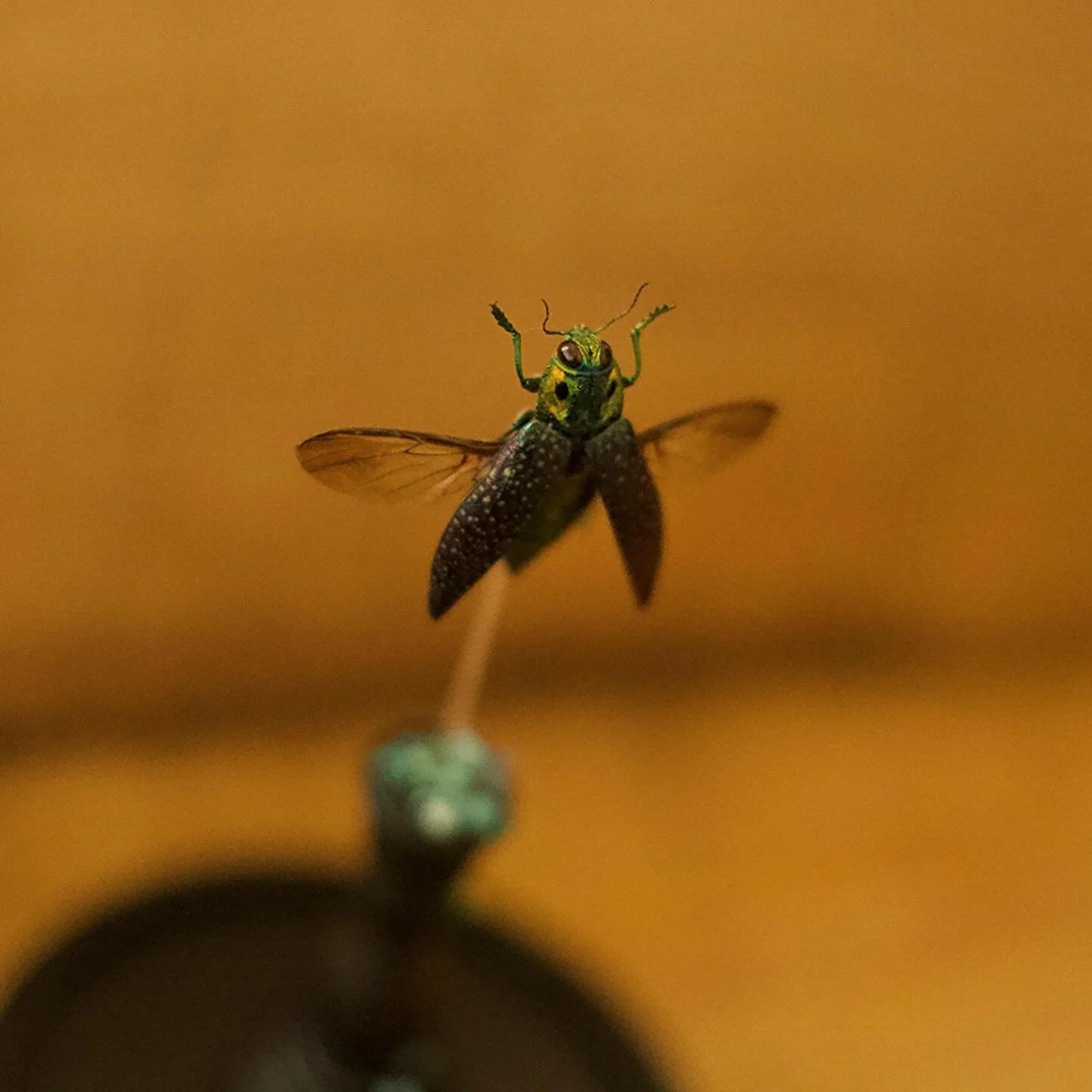 Jewel Beetles are one of my favorite bugs, especially to work with! I gave this guy some treasure to match his silly personality 🪲
Swipe to see what i did with him!